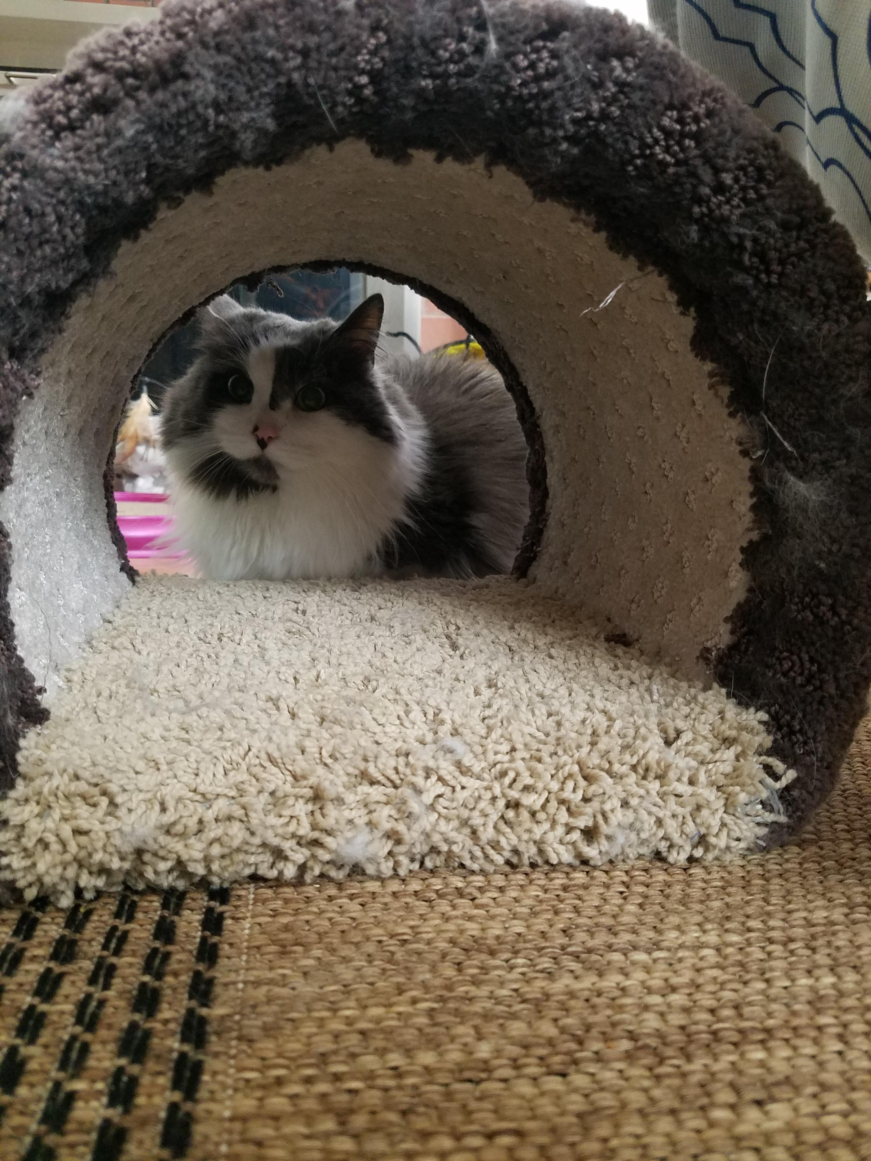 Tunnel vision r/cats