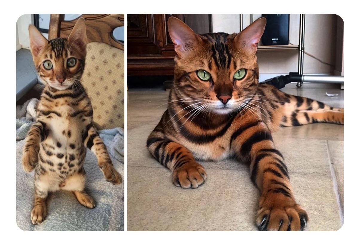The Bengal cat cute as a kitten, magnificent as an adult. Still takes