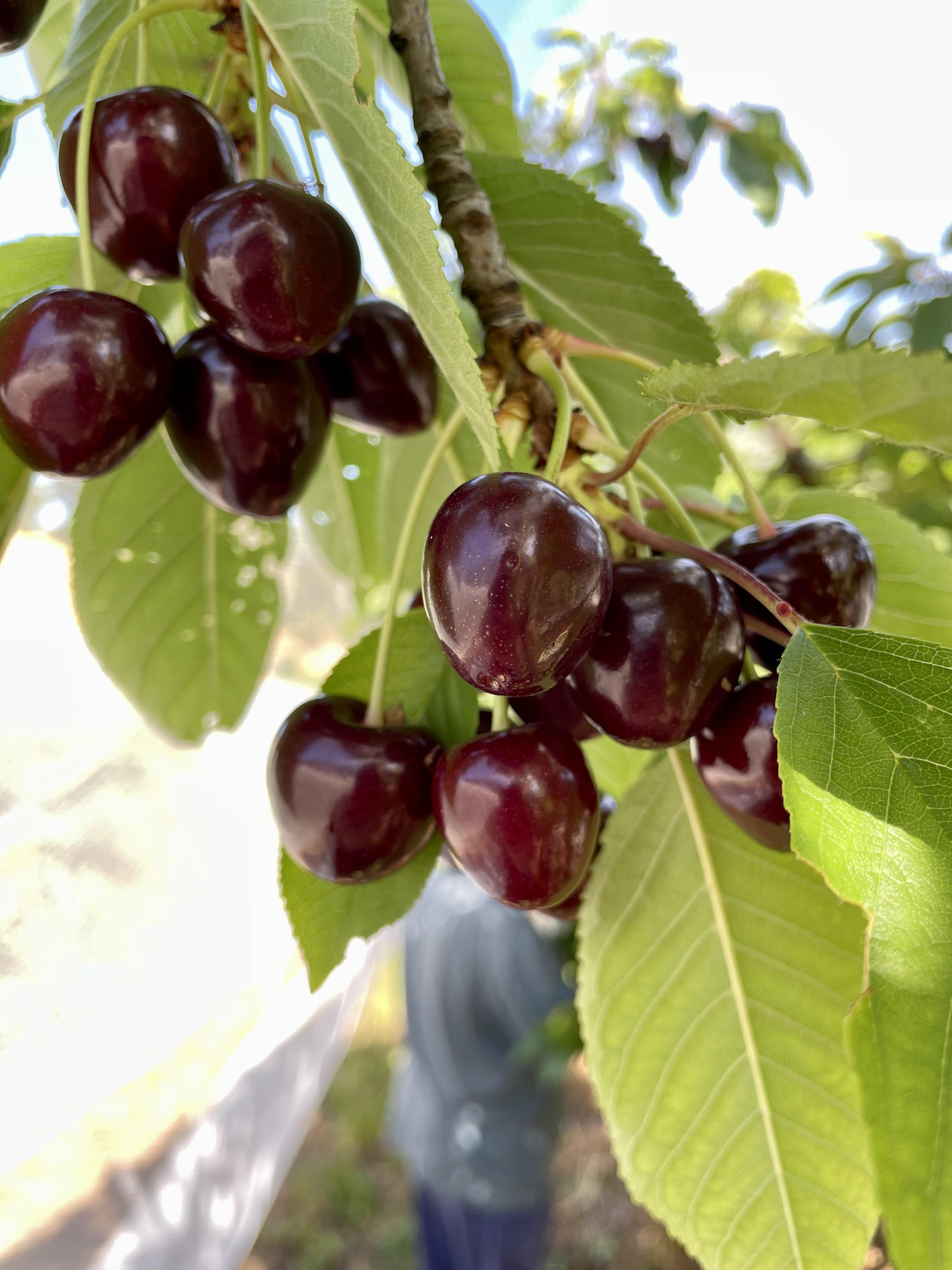 Picking cherries with my dad. r/Adelaide