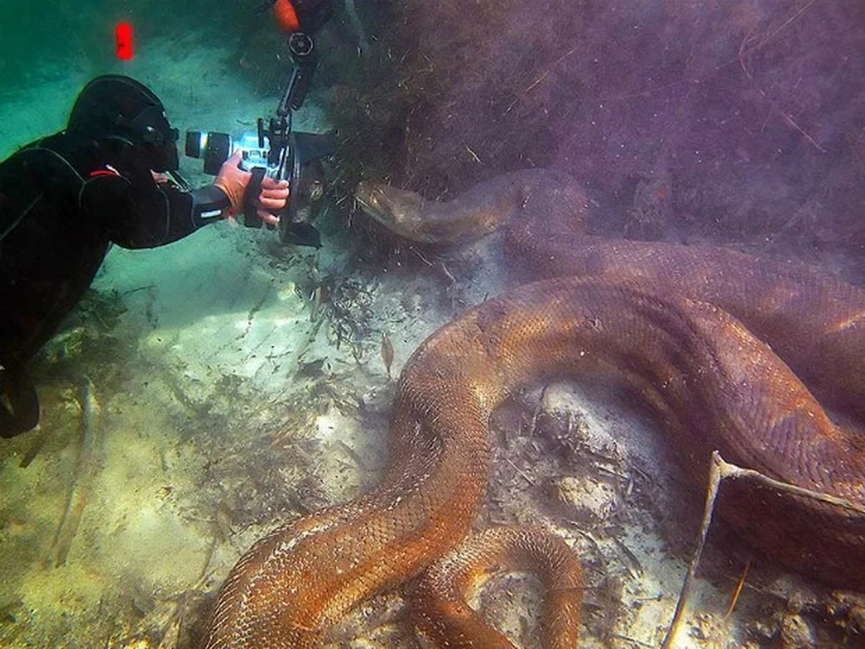 Giant Anaconda photographed under a river in Mato Grosso do SulBrazil