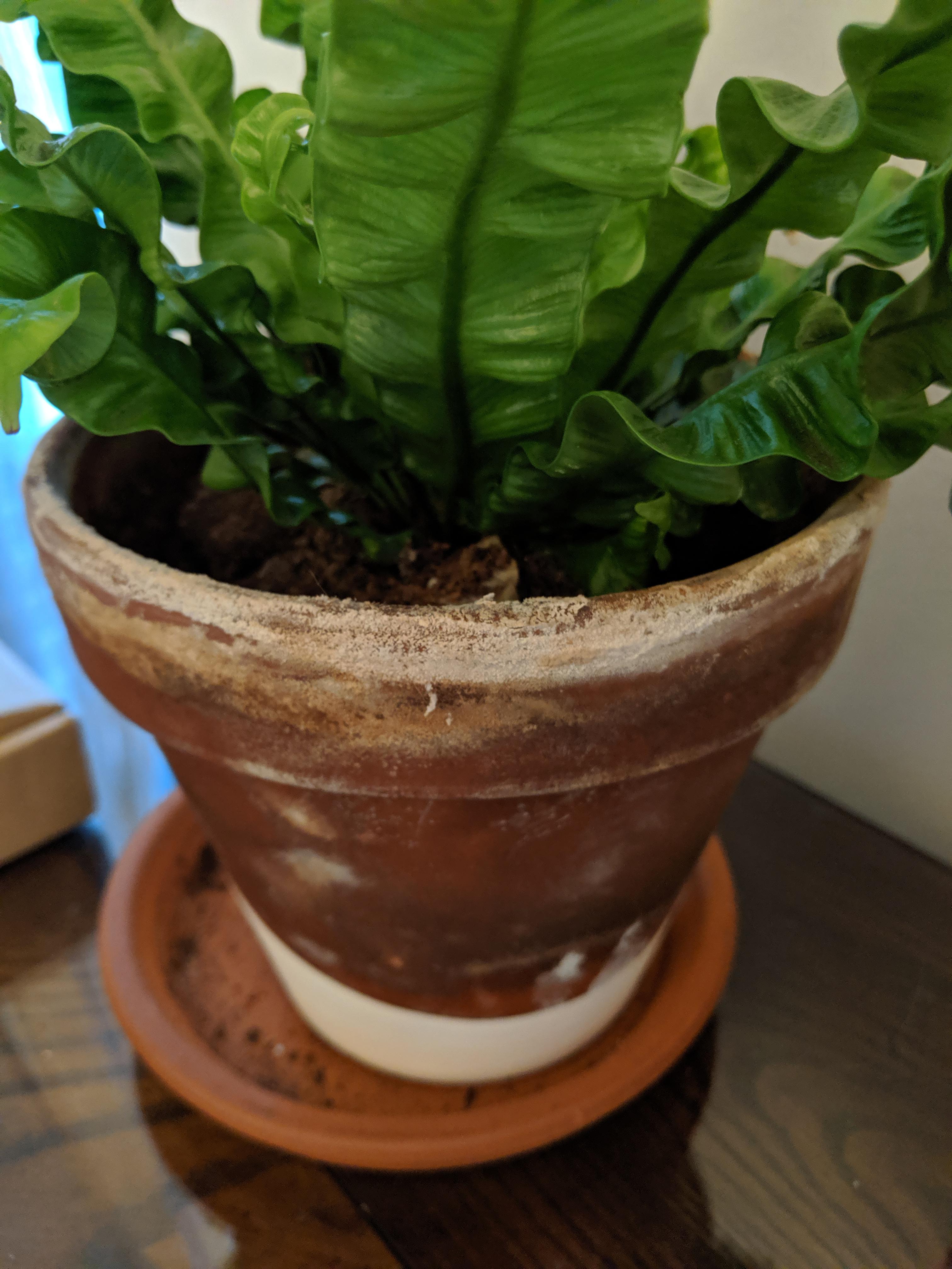 What is this white powder on my terracotta pot? r/houseplants