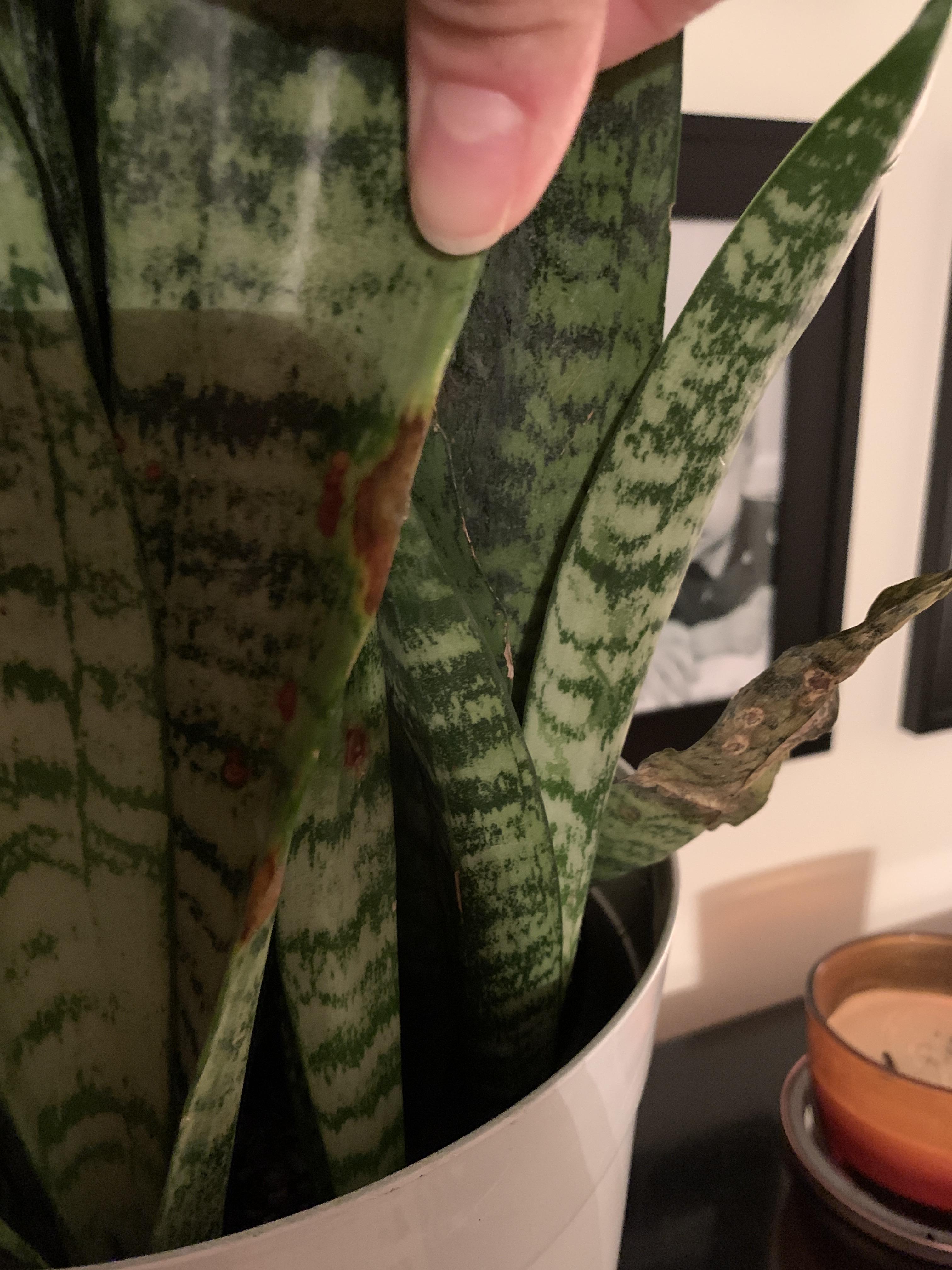 Why does my snake plant have dry brown leaves AND brown oozing blisters