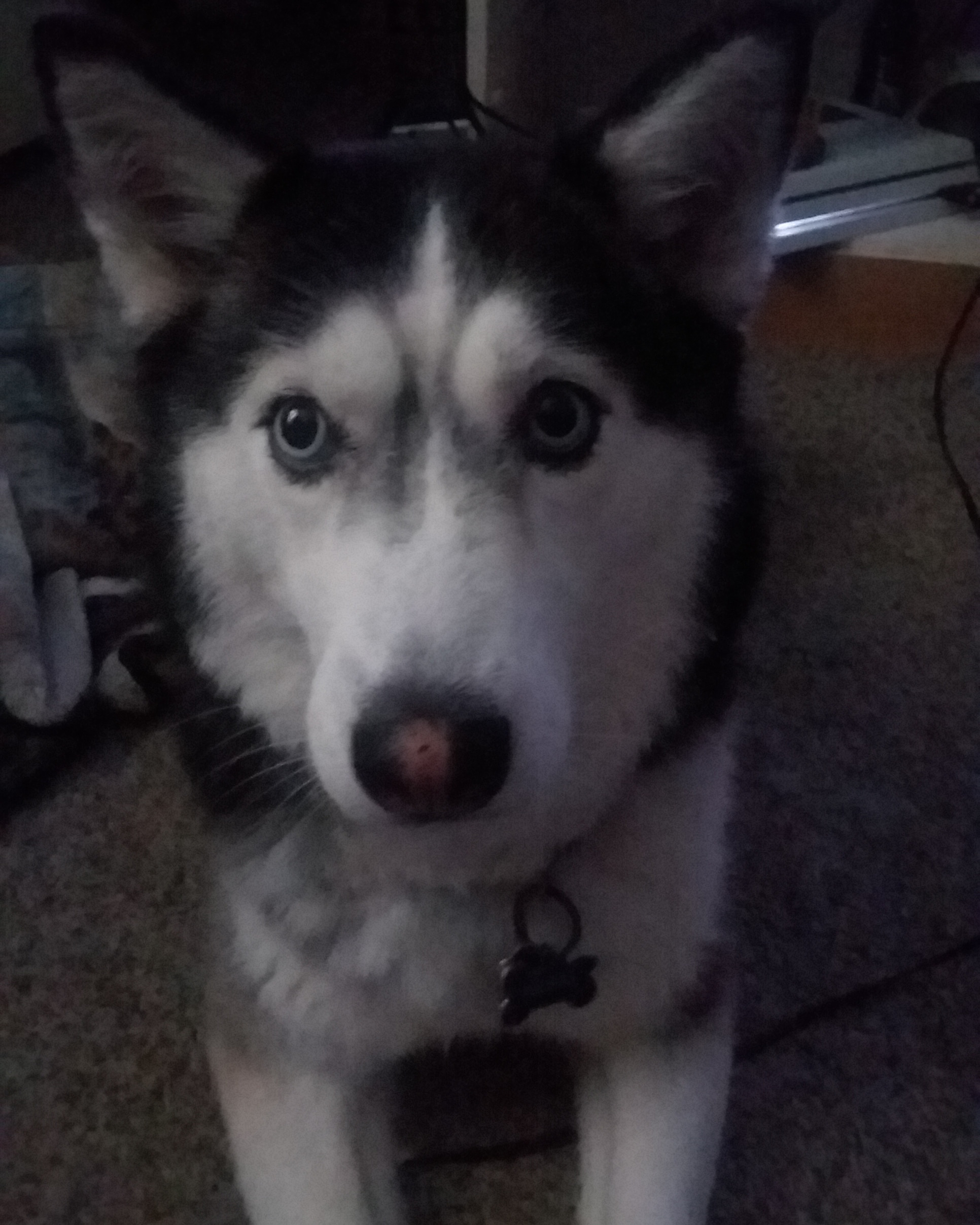 Cute Siberian Husky Runt Of The Litter l2sanpiero