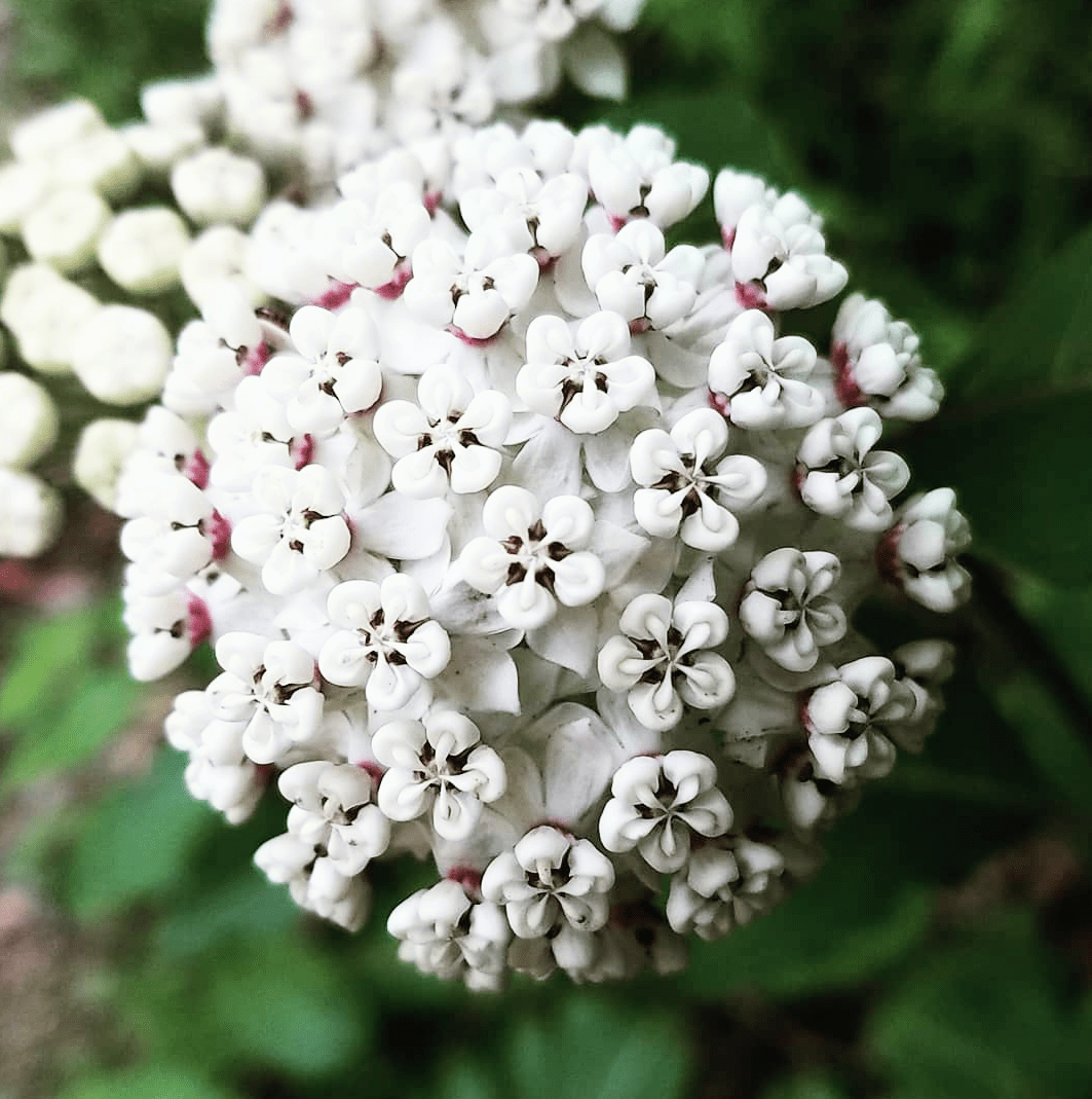 White milkweed growing in the woods on my property. r/BotanicalPorn