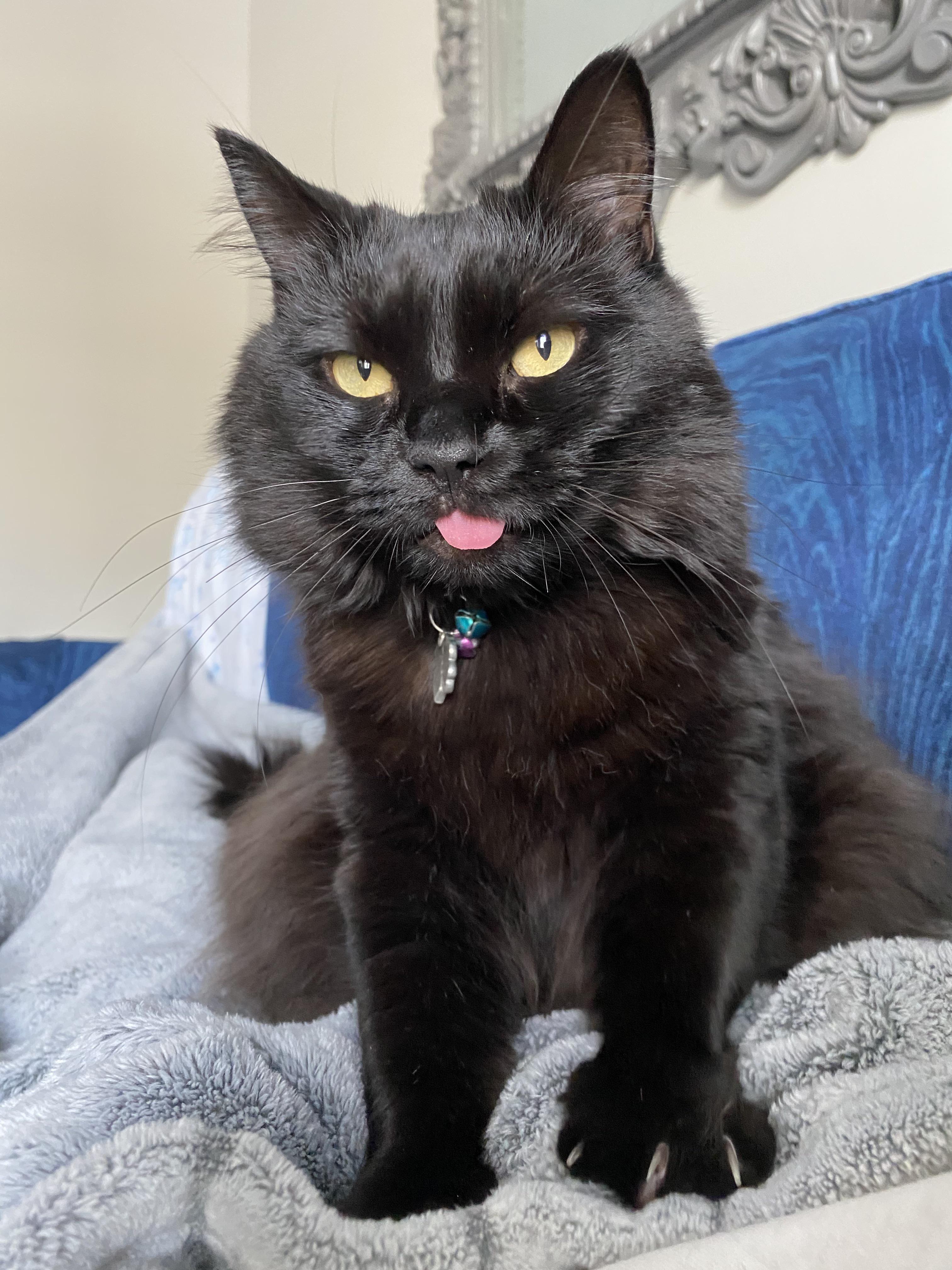 32 Populer Cats Making Biscuits Reddit