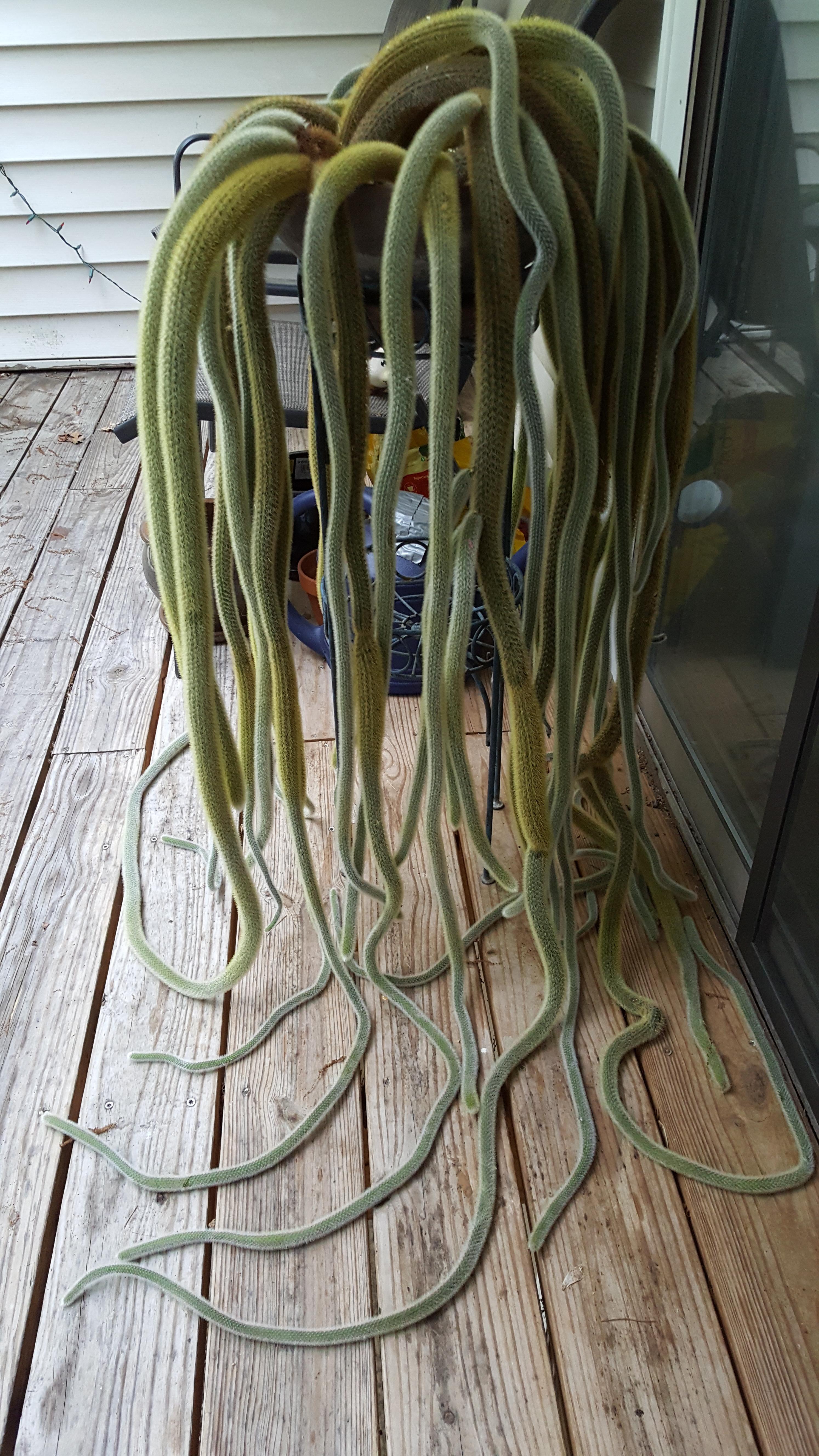 First cactus, rescued from getting thrown out during a move. r/cactus