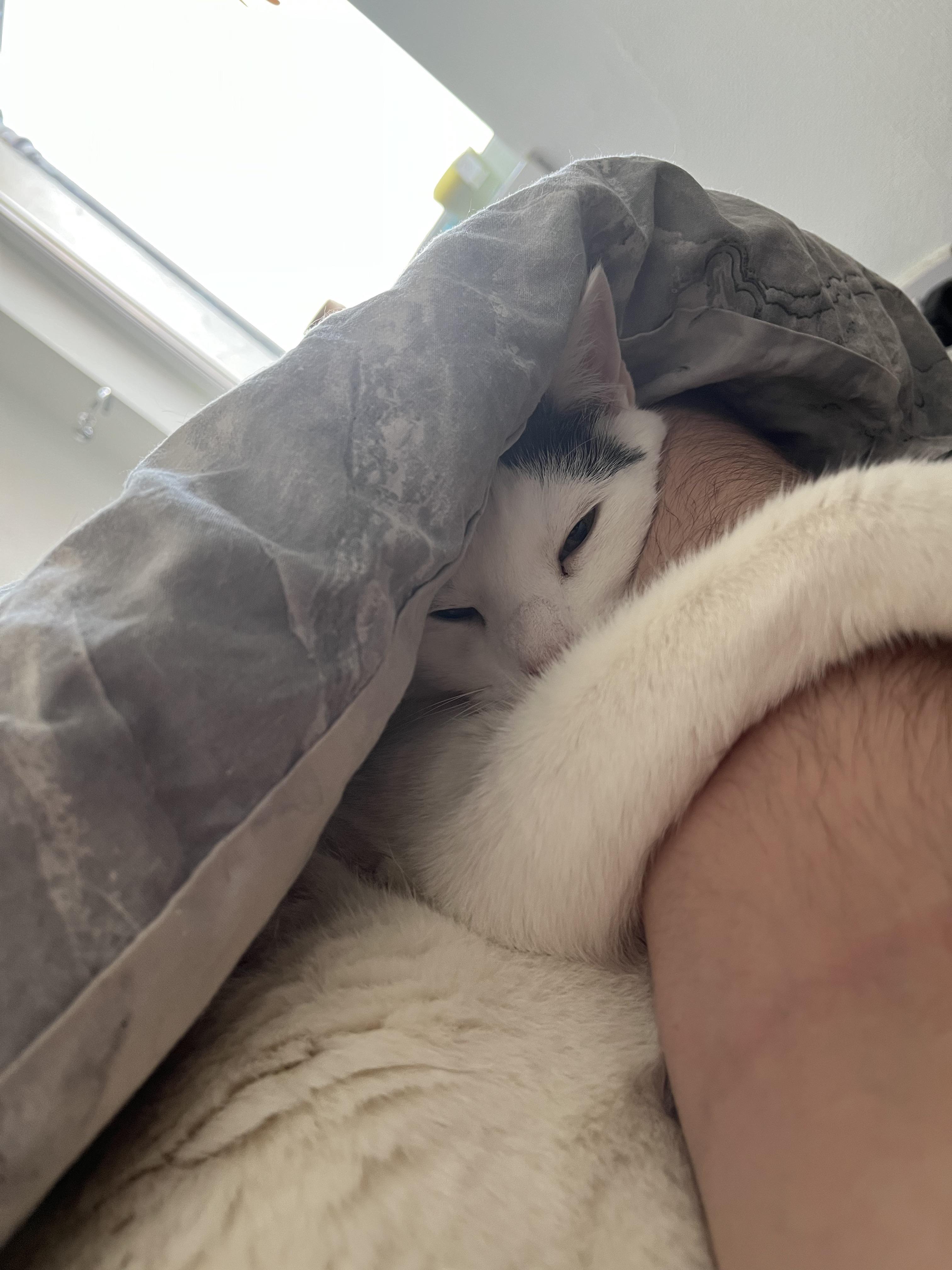 When you wake up being snuggled, you know it’s gonna be a good day r/cats