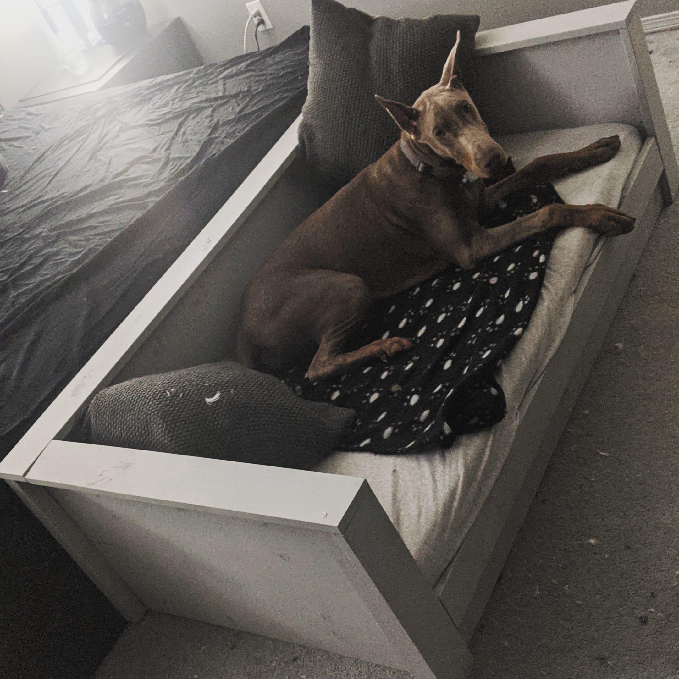 Dog bed with crib mattress woodworking