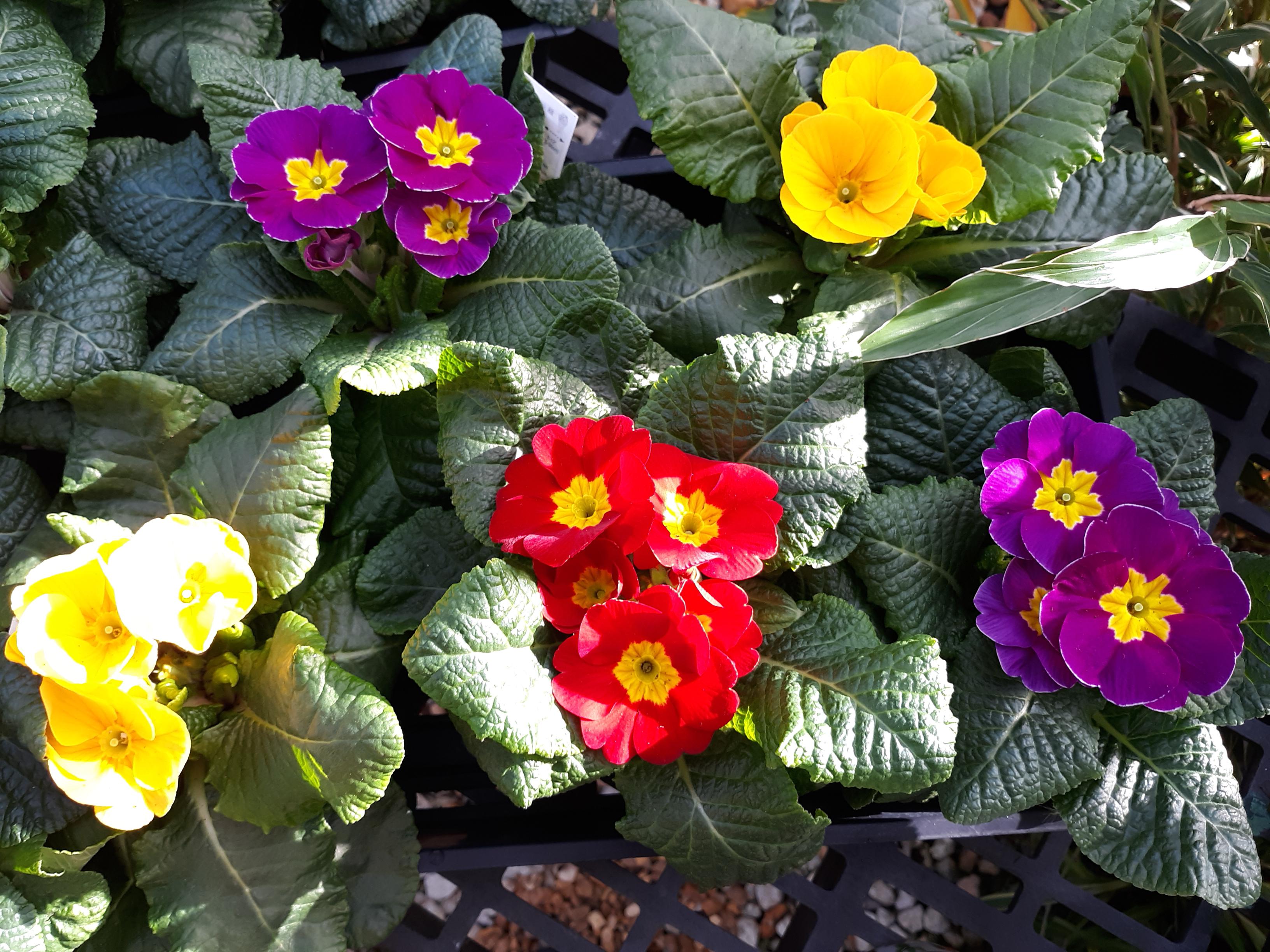 Primula flowers