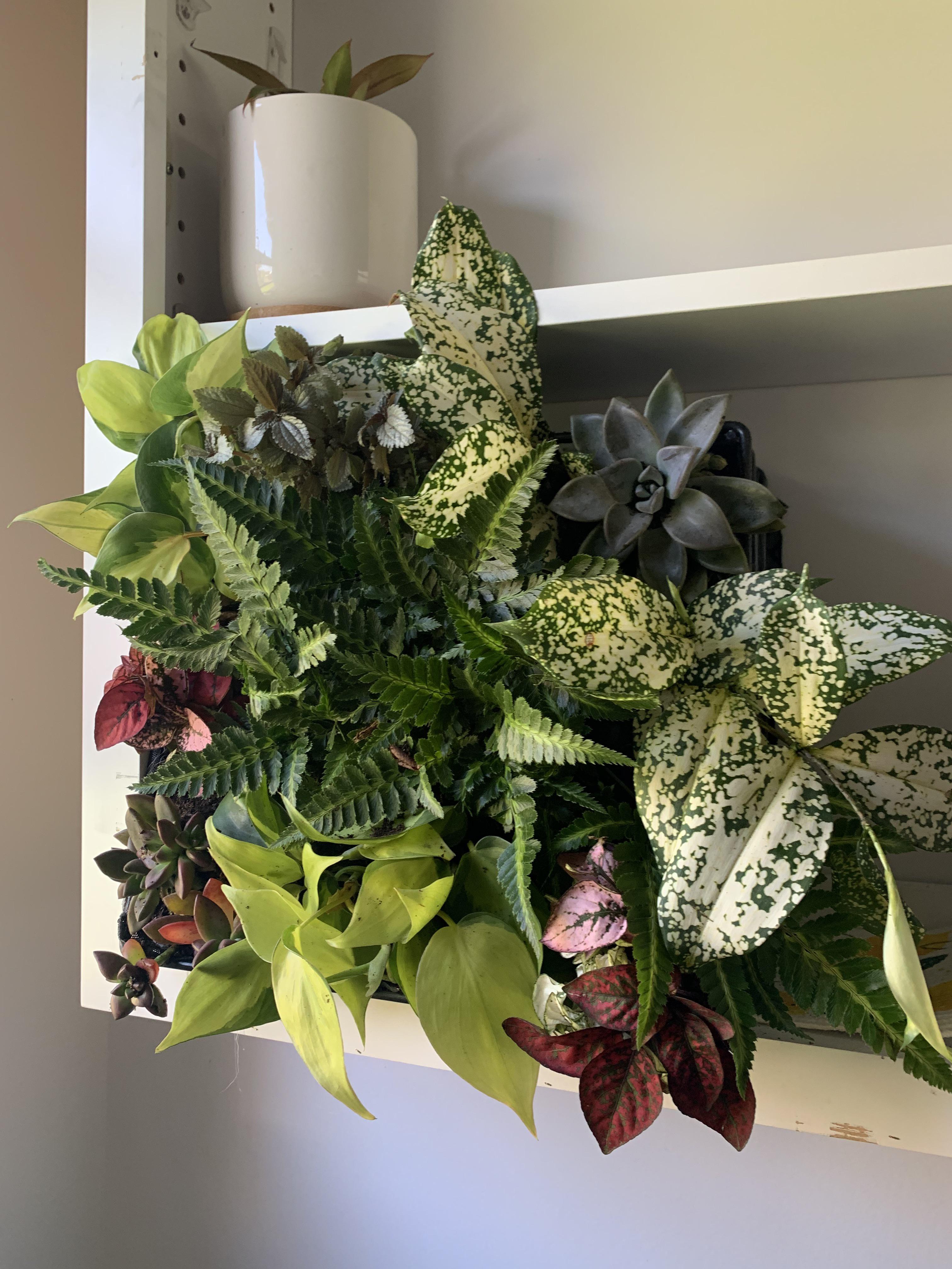 Storage container from Homegoods 12. Colorful houseplants 22