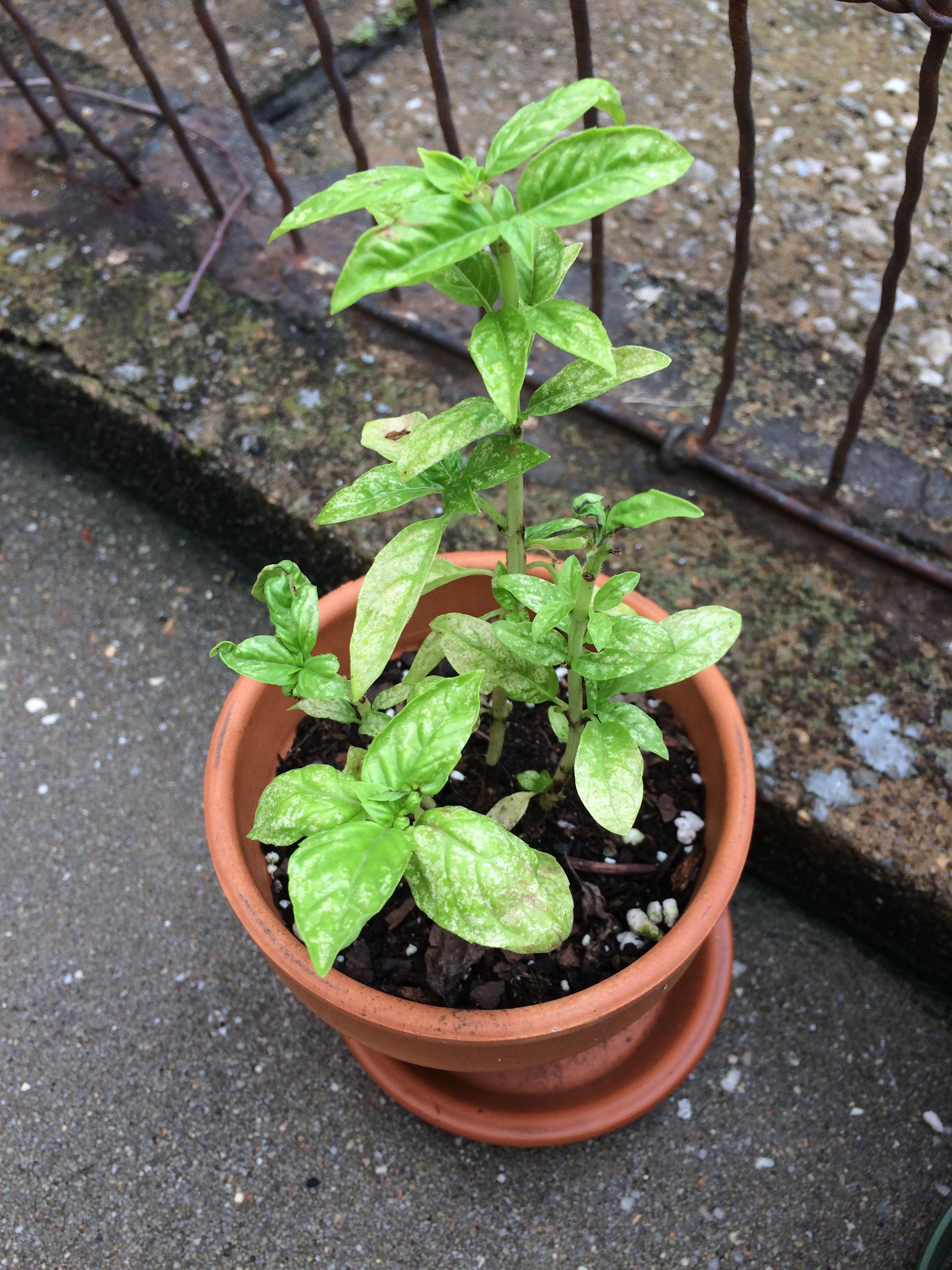 My basil has white spots on its leaves, no visible aphids, and the
