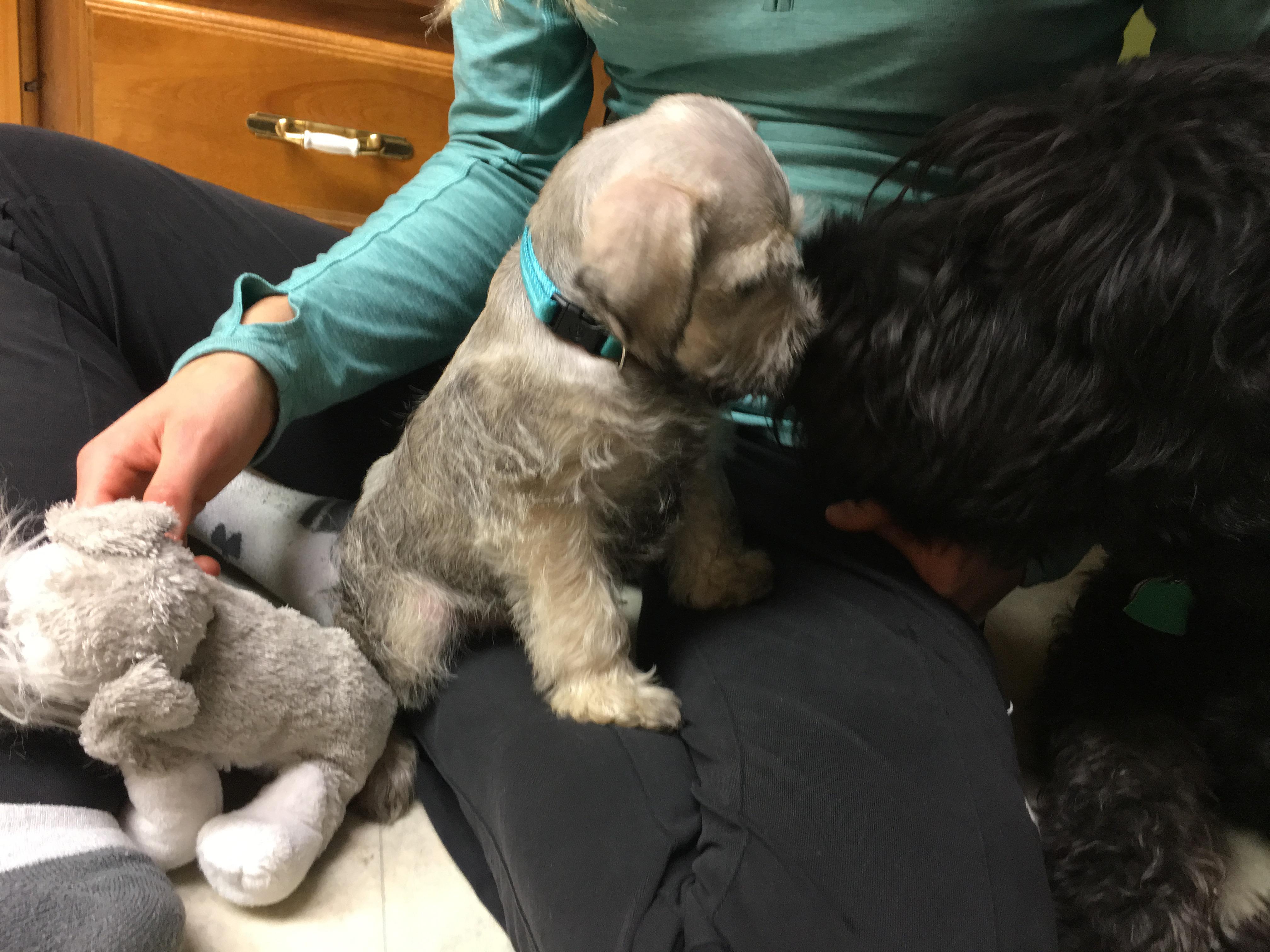 Just got a new puppy after losing my first dog about 6 months ago. This