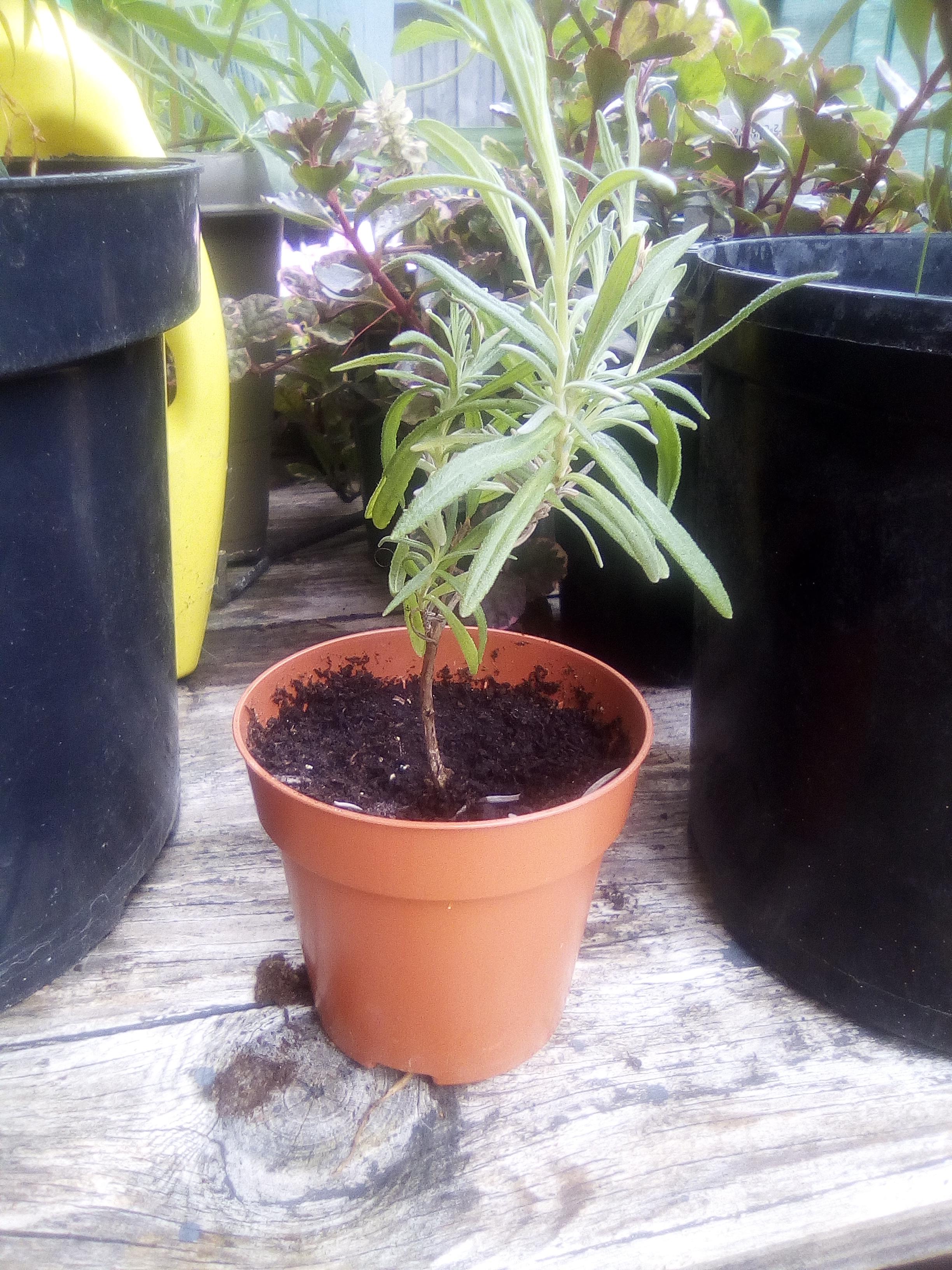 Lavender propagation update! 19 days ago I posted that a lavender sprig