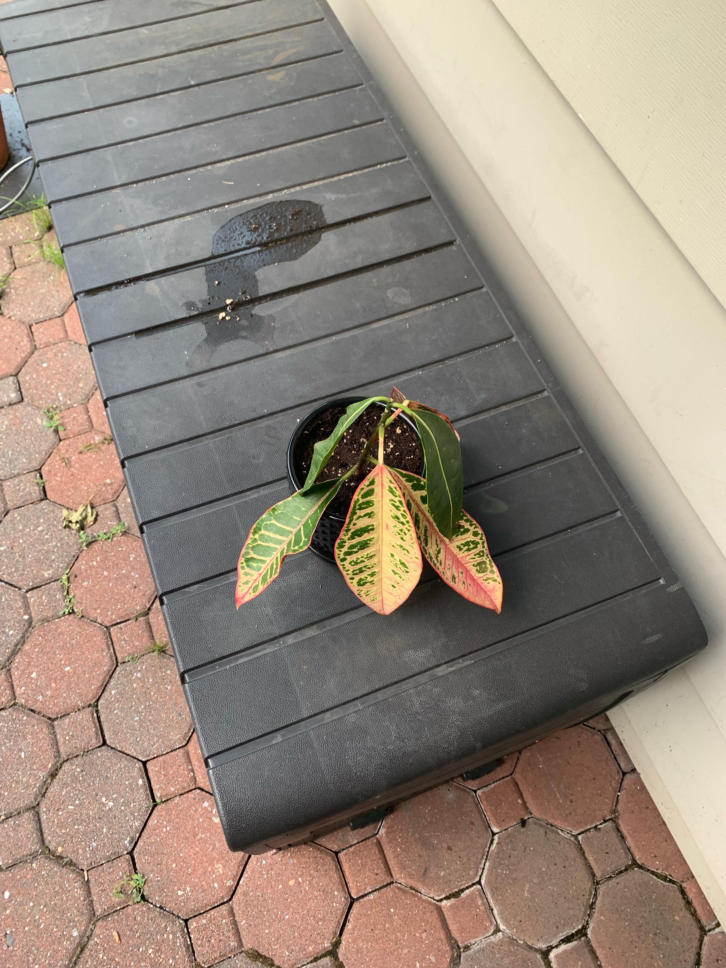 So I asked a question as to why my croton wasn’t putting out leaves and