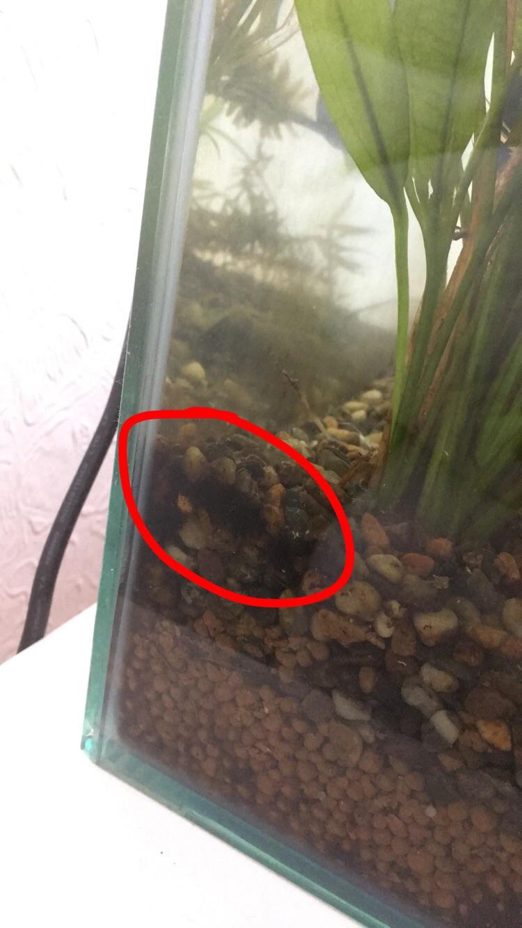 Can anyone identify this very dark algae that’s started growing in my