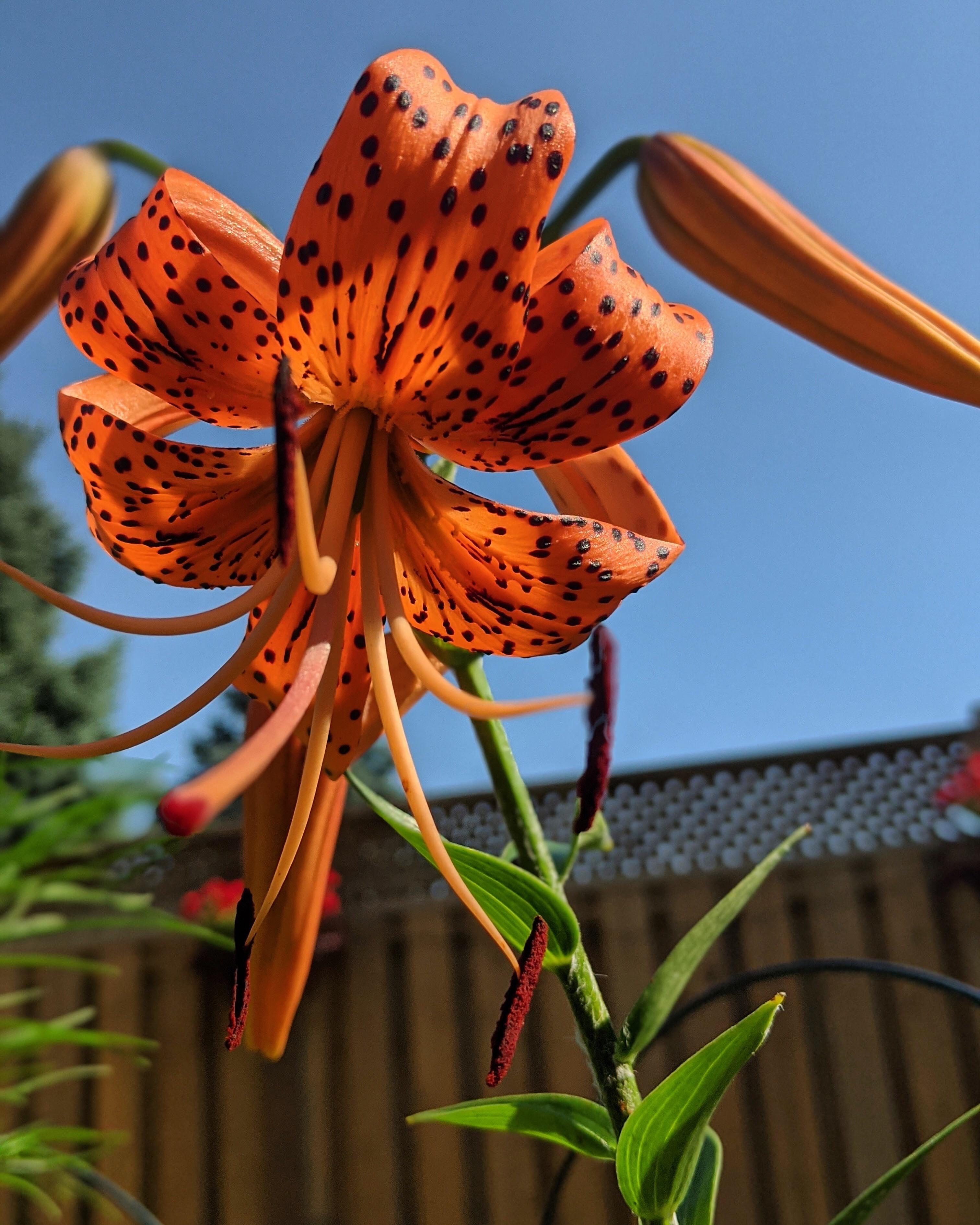 tiger lily’s first bloom r/gardening