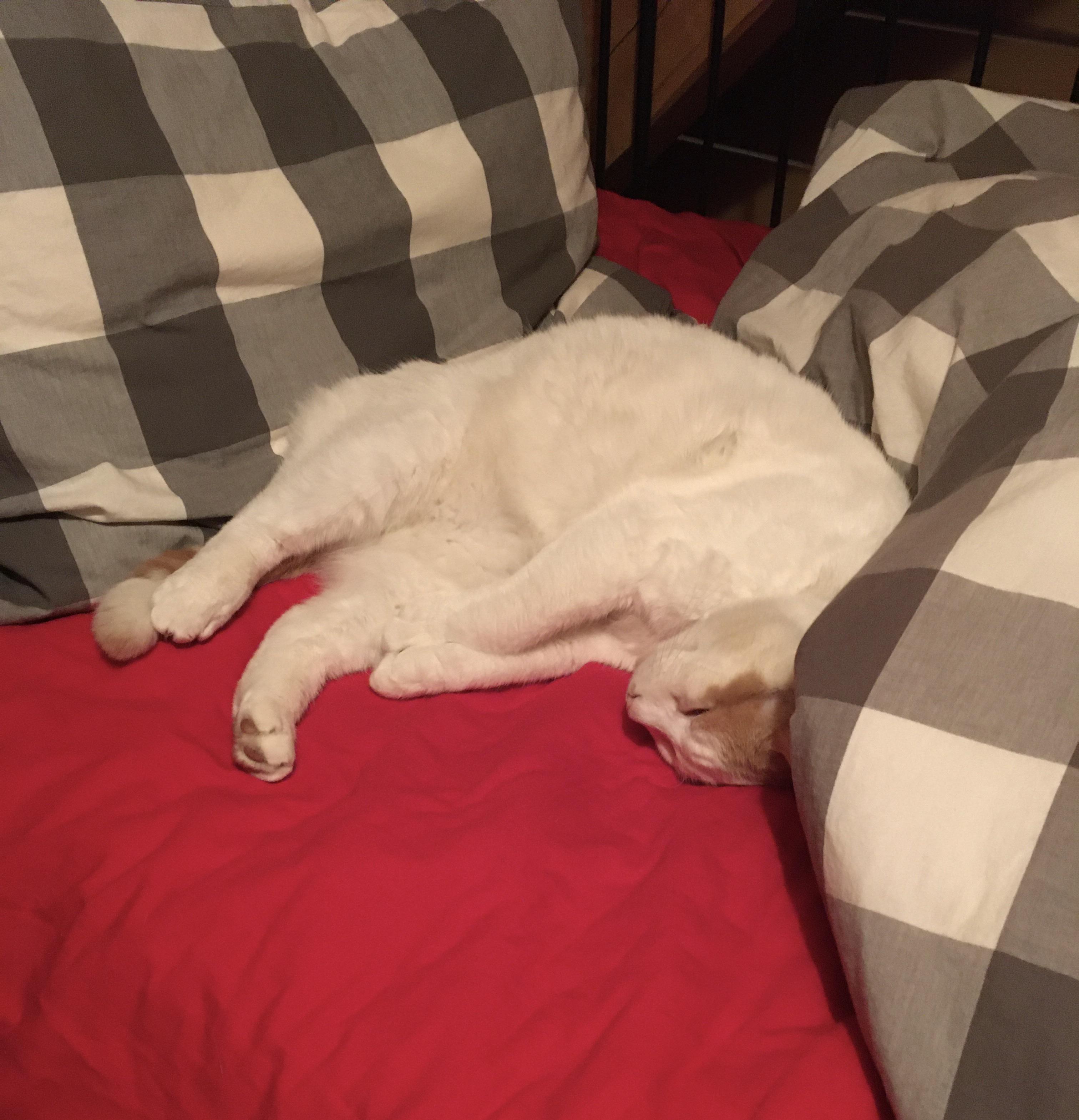 Do cats usually sleep like this? ) r/aww