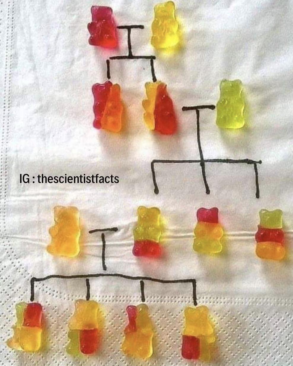 This is how gummy bear works r/regAron
