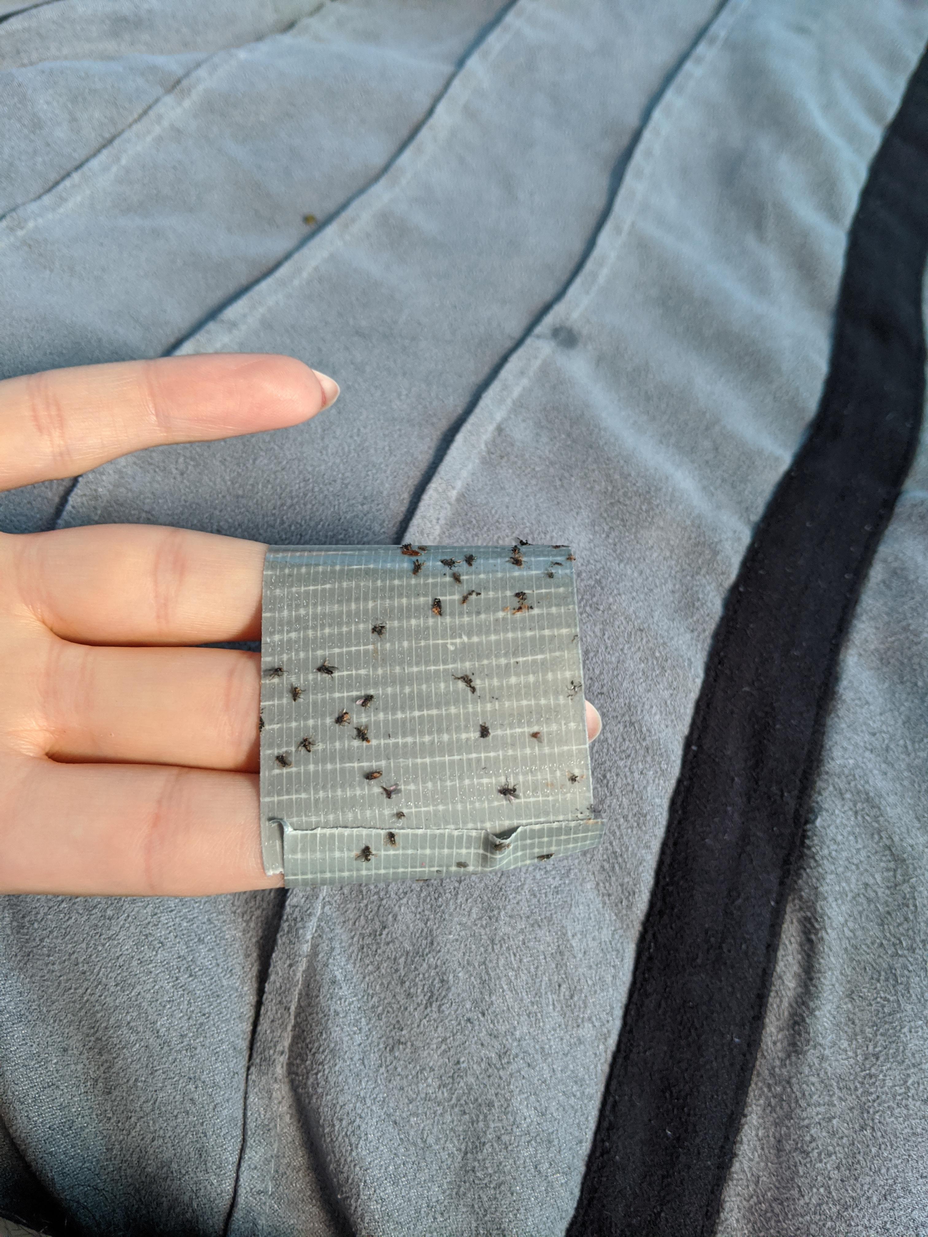 Bring duct tape when you go camping to get rid of bugs in your tent r