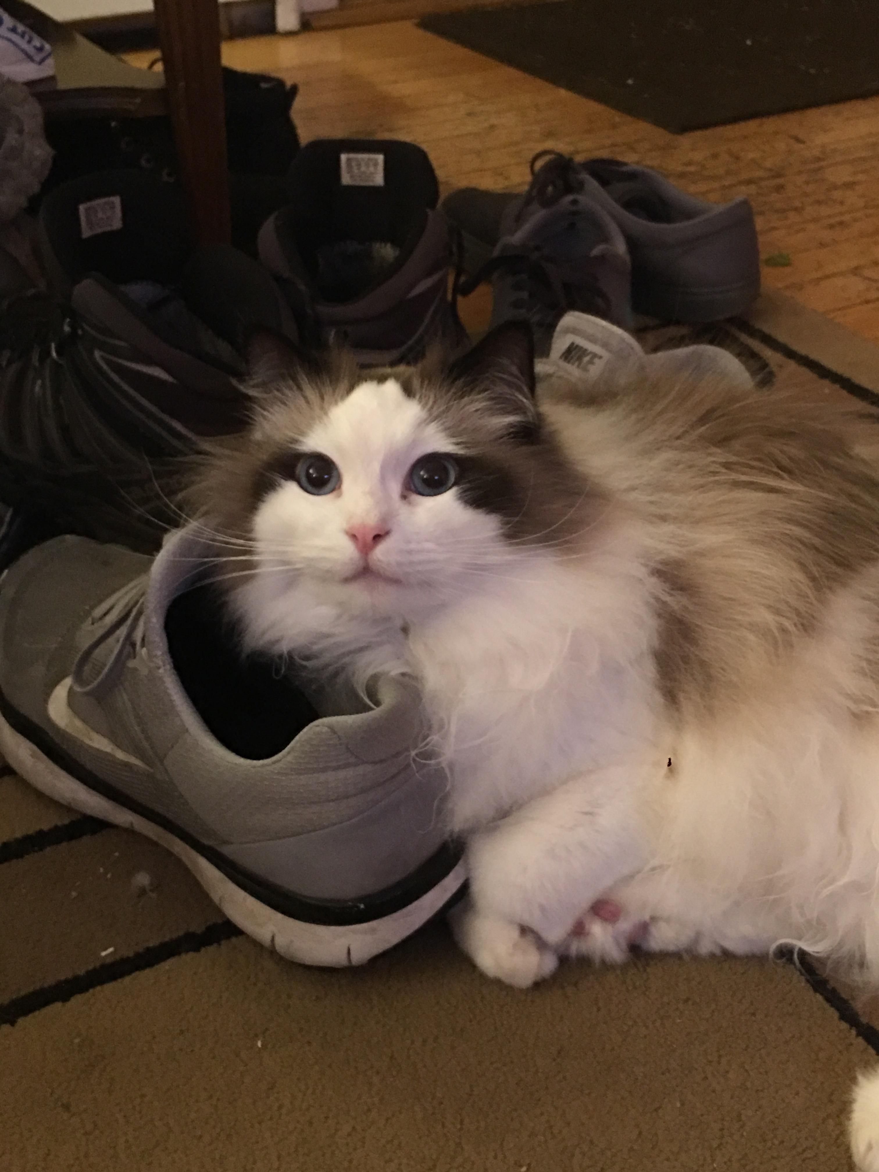 My boyfriend’s cat is prettier than me r/aww