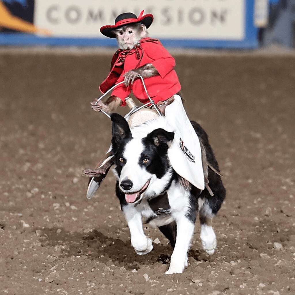 PsBattle cowboy monkey rodeo