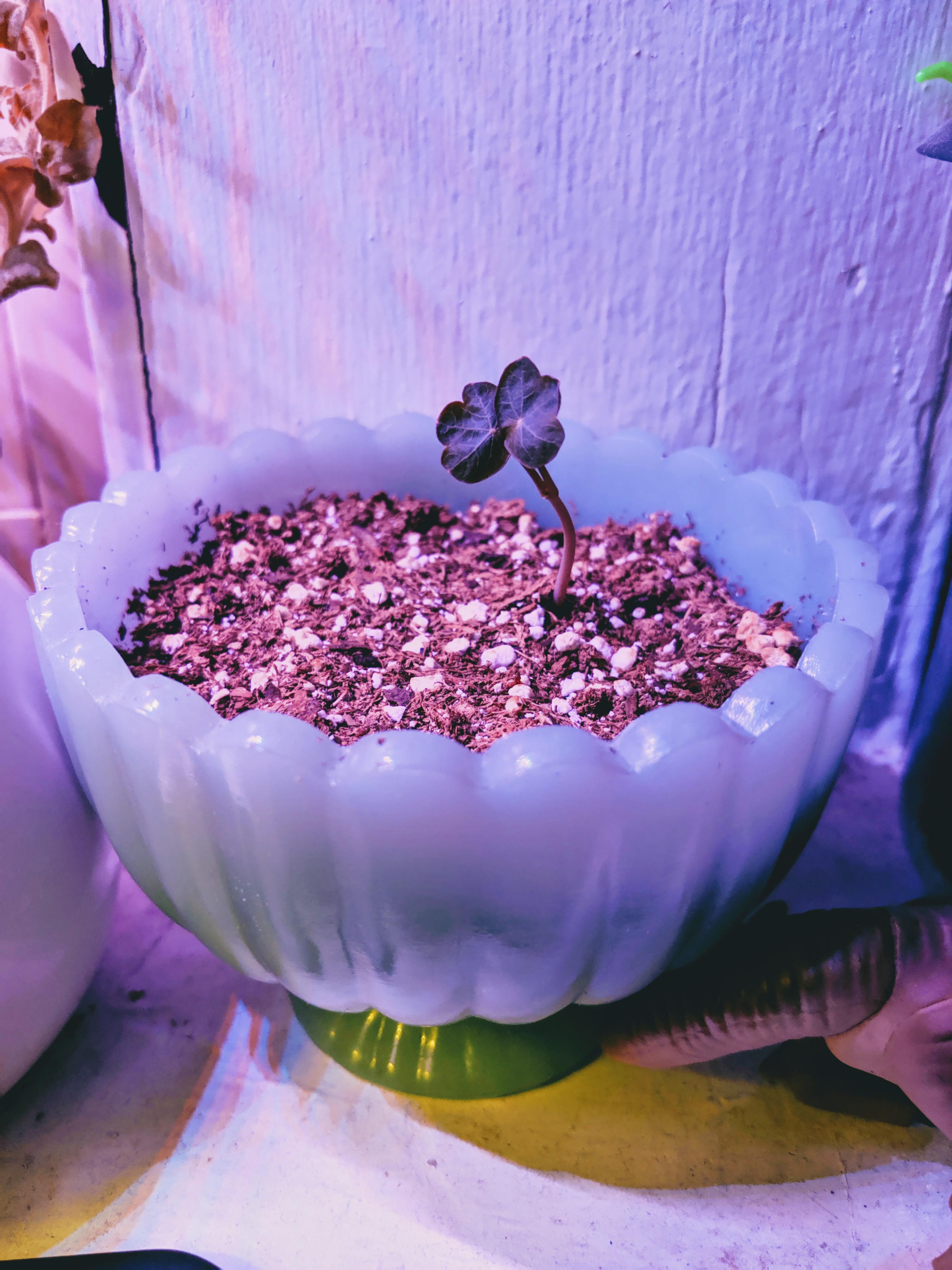 Baby nasturtium under my windowsill grow light 🌷 r/gardening