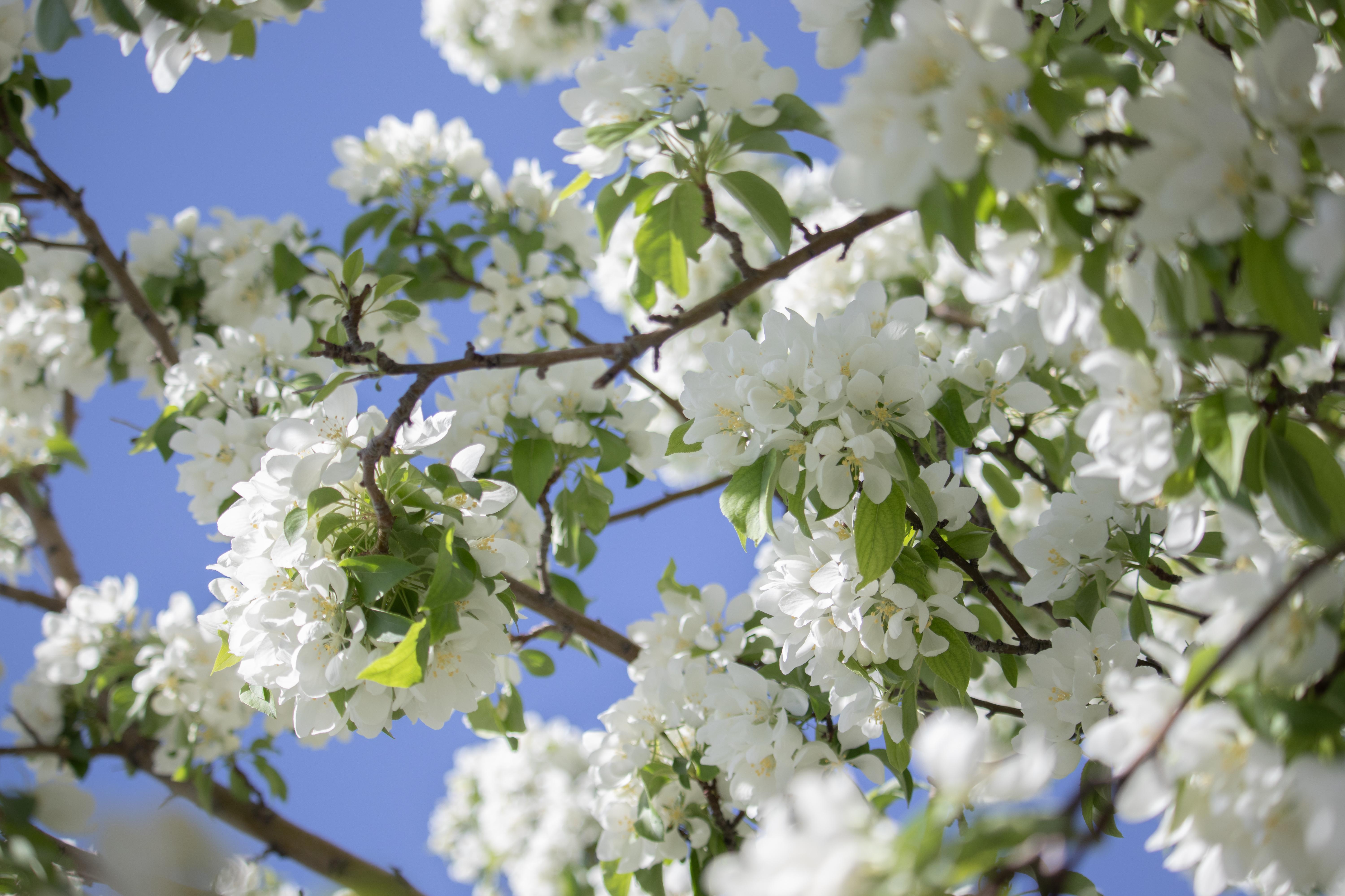 The trees are absolutely beautiful this time of year (Sandy, Utah) r