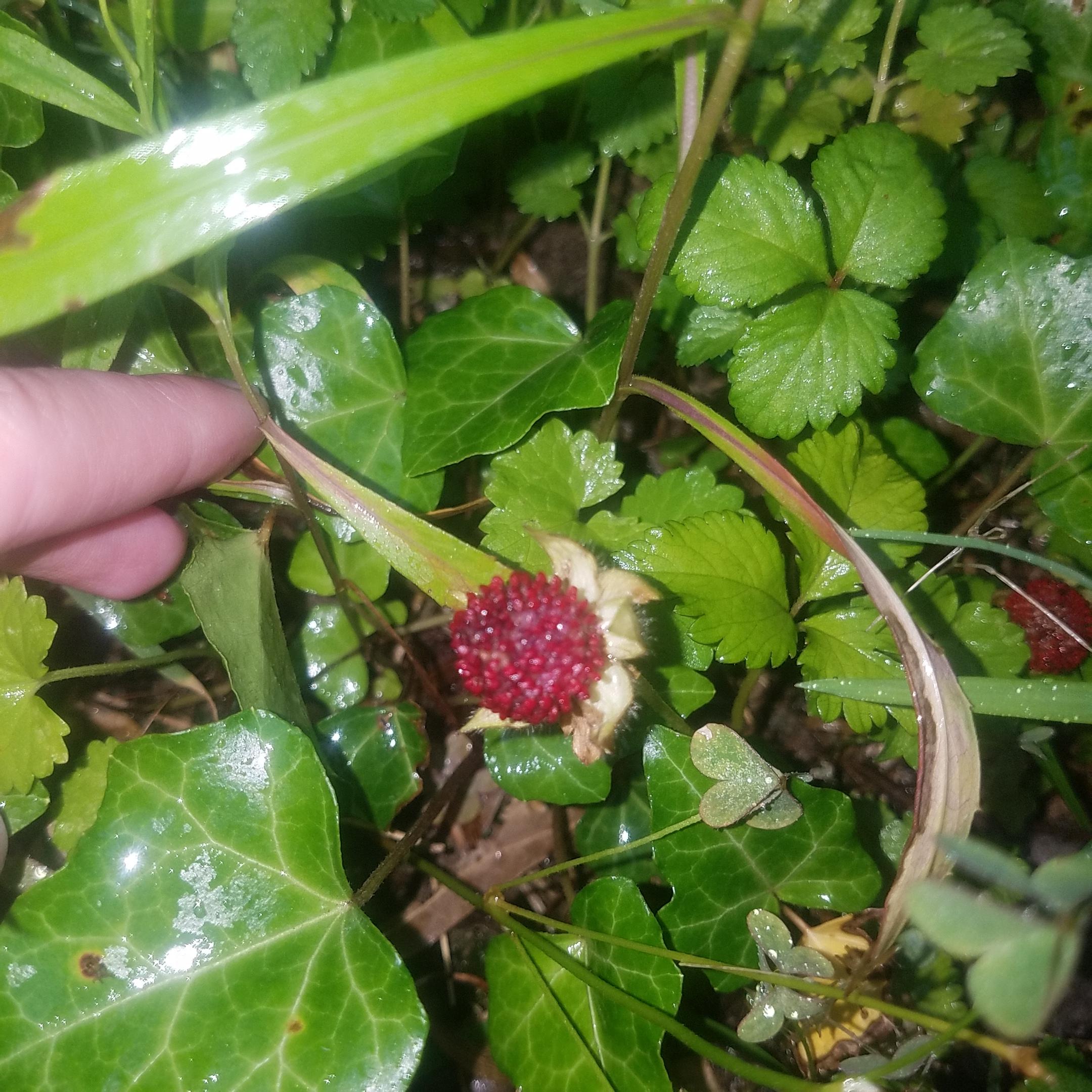 This is a wild strawberry right? Edible? Found a lot in my dads yard