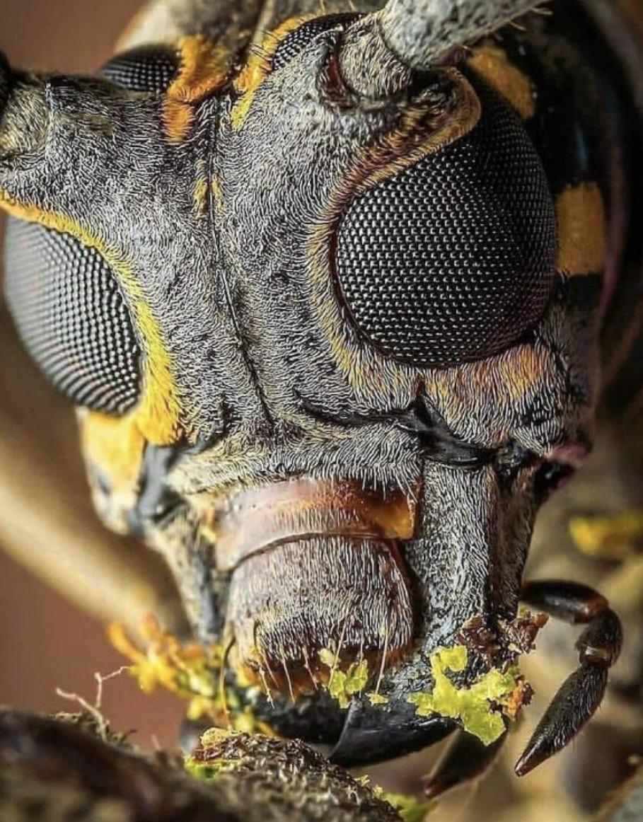 apparently this is a bee up close I have no clue if this is a real pic