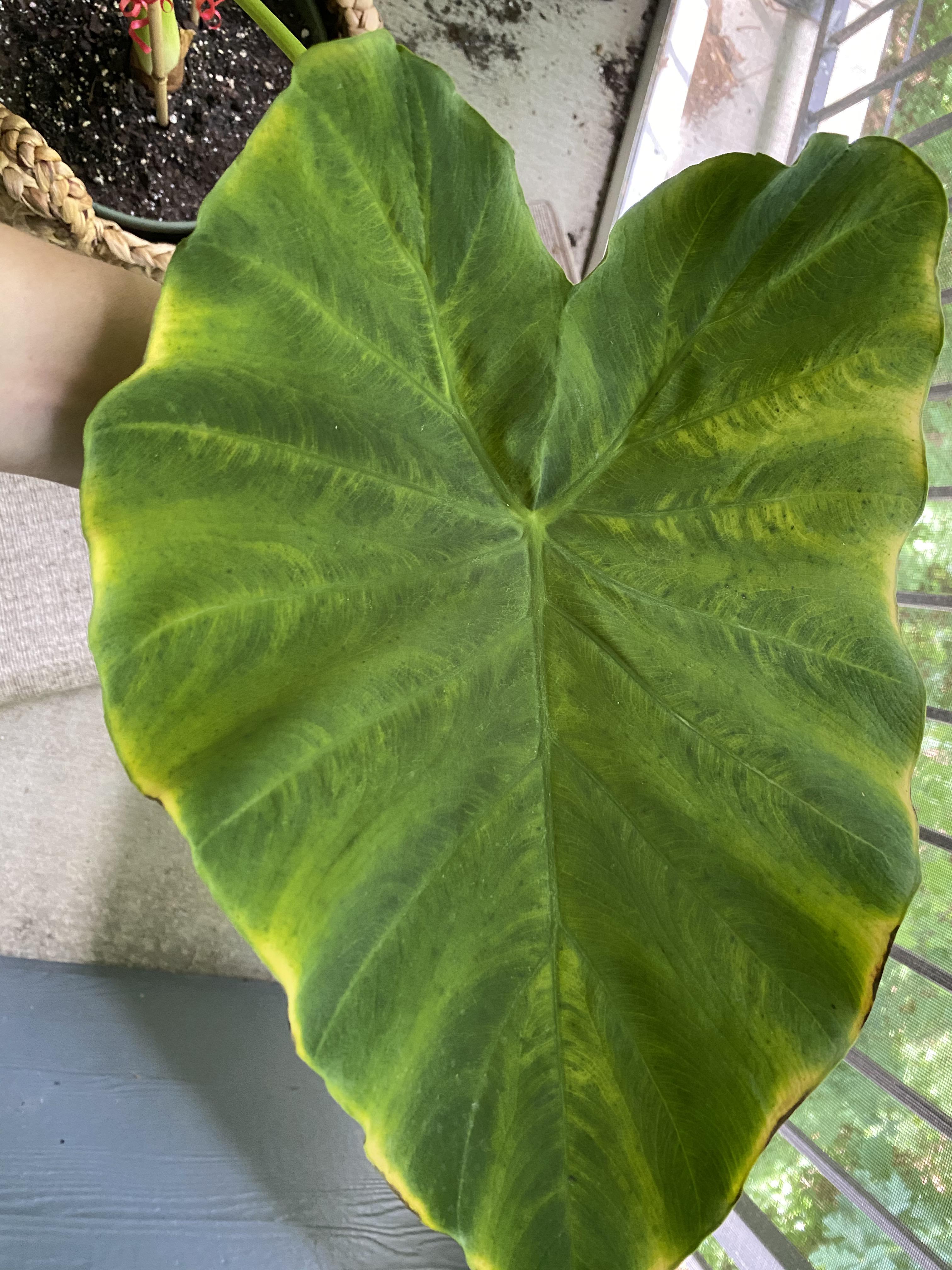Elephant Ear leaf yellowing and severely drooping previous oldest