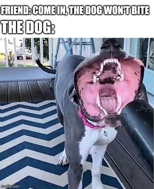 "relax bro he don't bite" r/memes