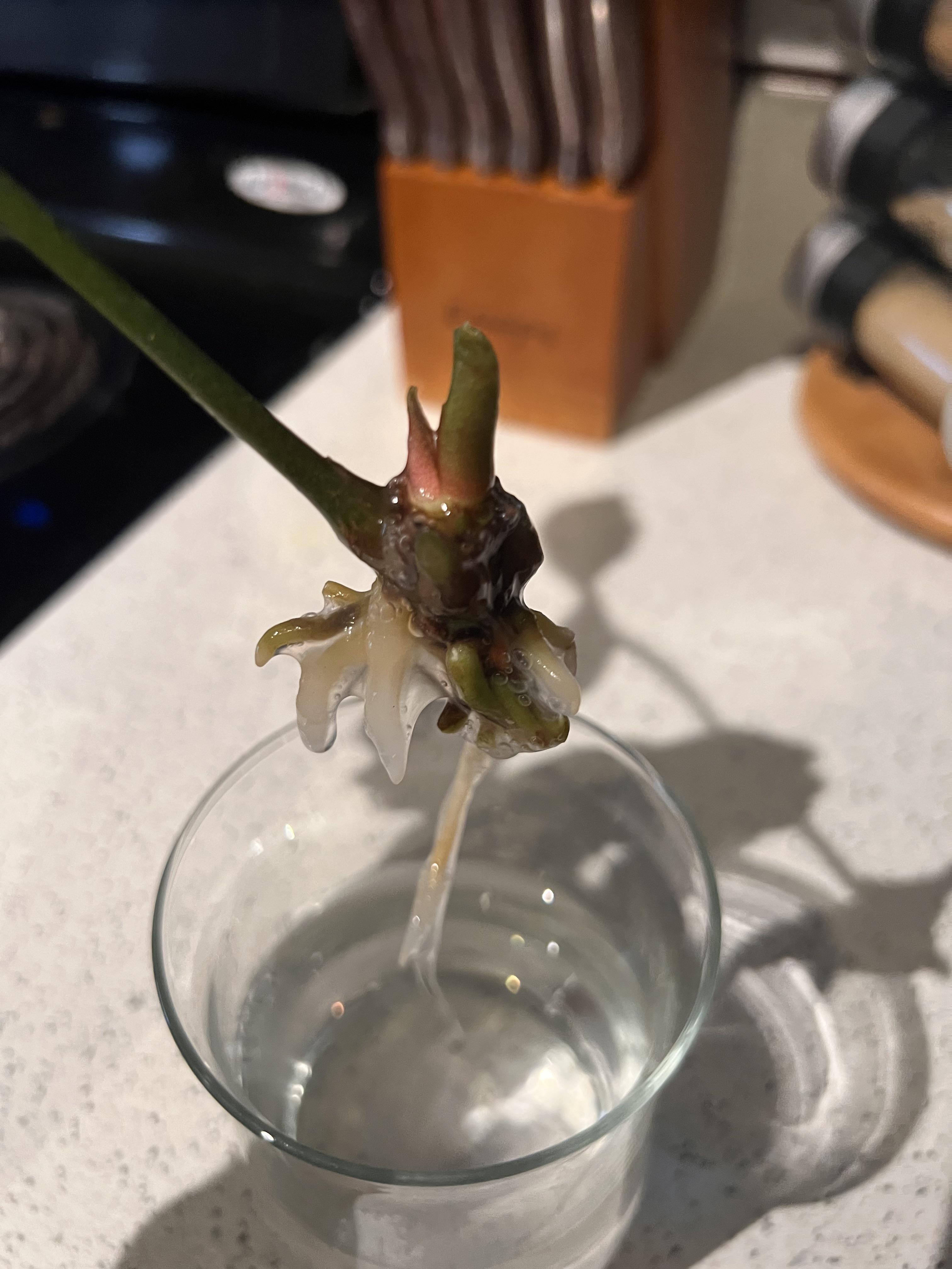 Are these roots okay? They’re kind of slimy but seem to be growing