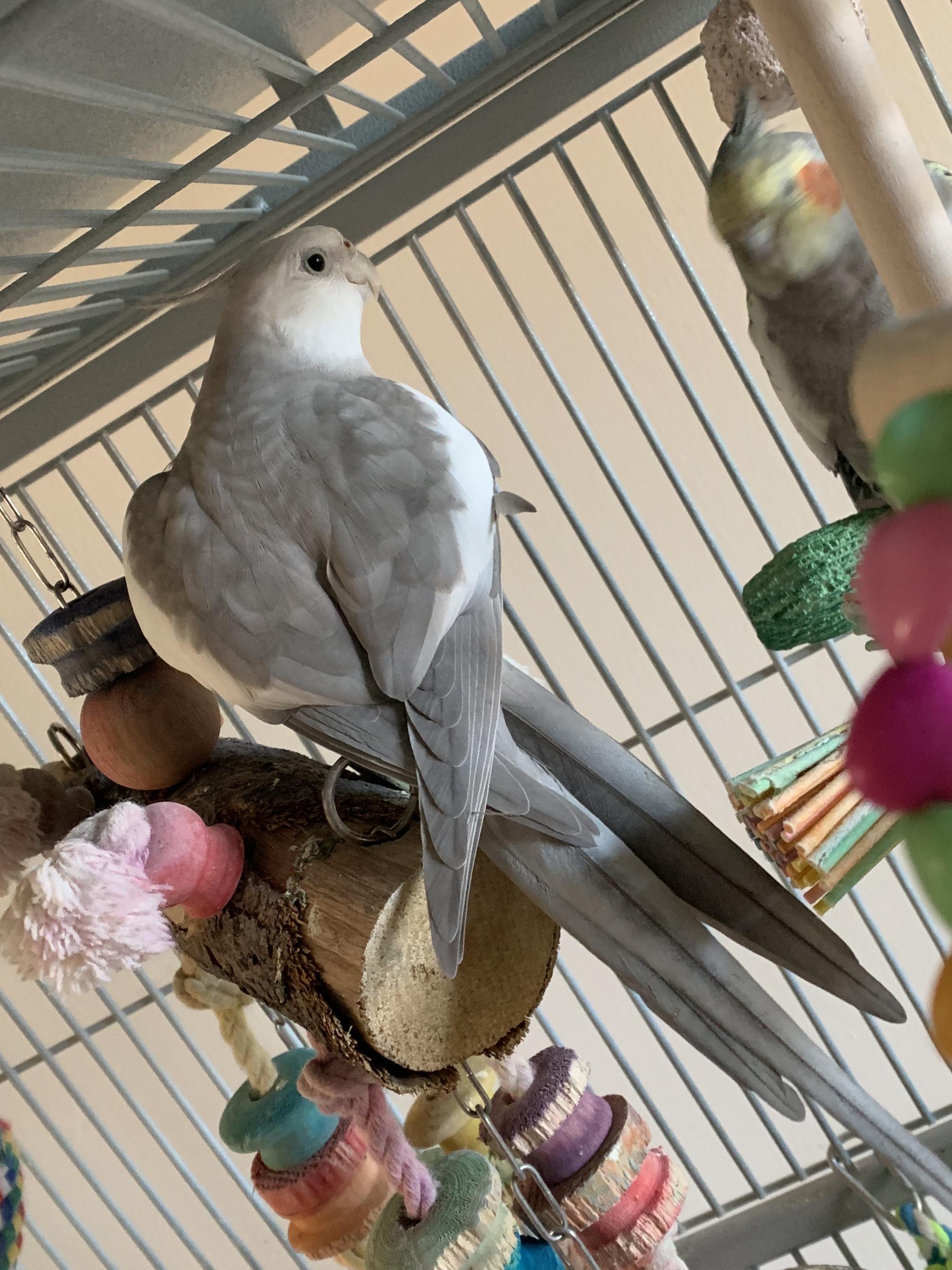 Pumbas heart wings 🤍🌷ft. A blurry Timon r/cockatiel