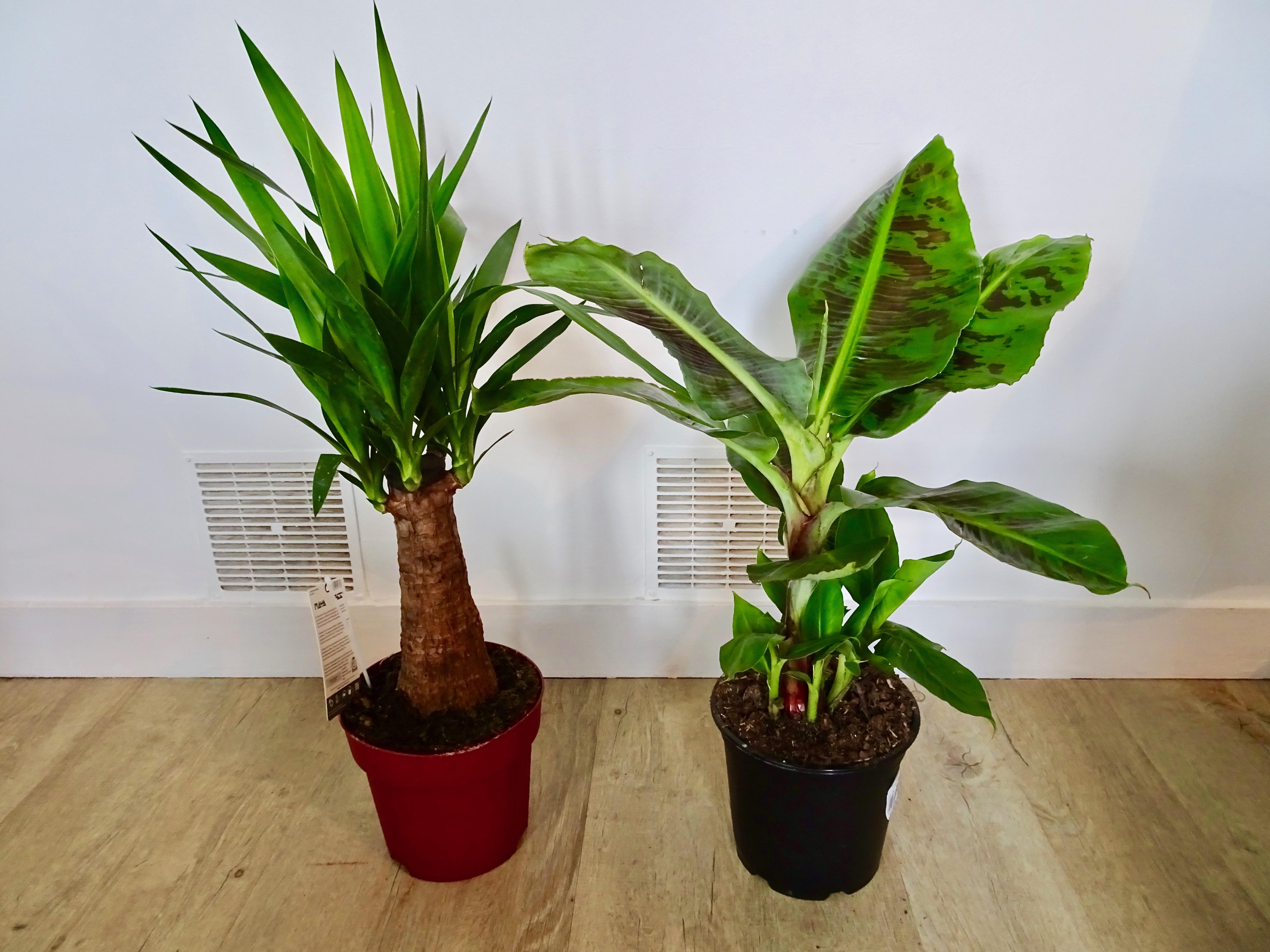 Found these two at the hard discount store r/houseplants