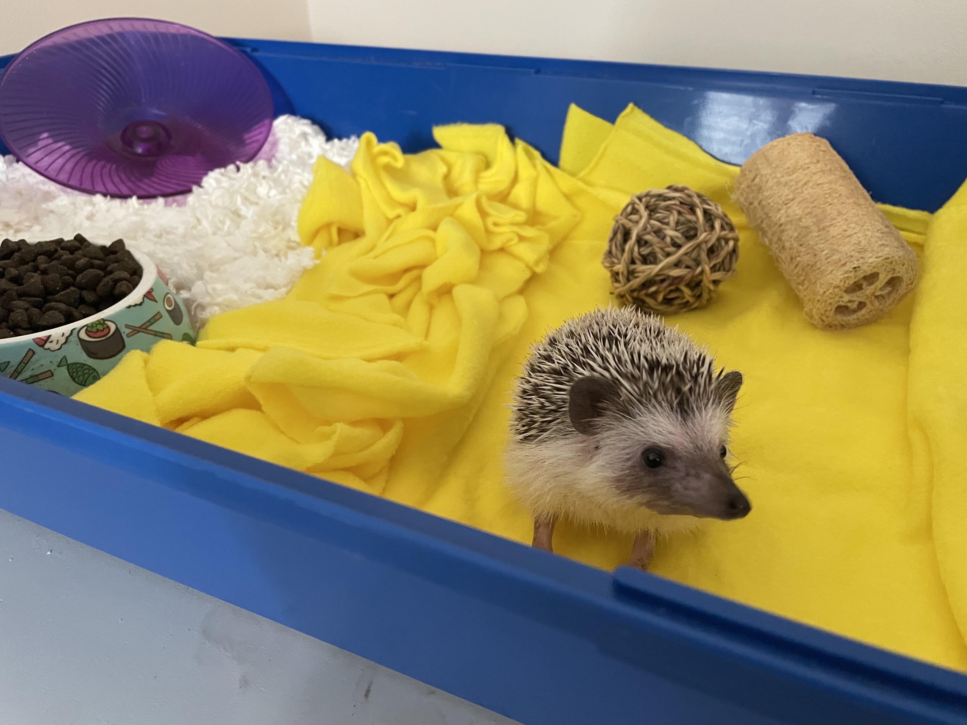 Changed his bedding, and he’s a very happy boy! r/Hedgehogs