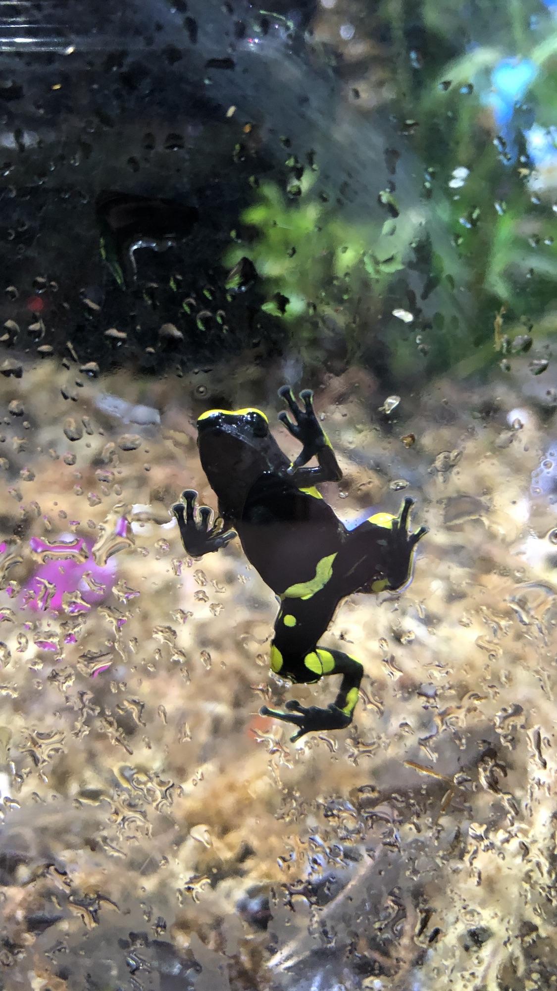 Poison Dart Frog in Mystic, CT. r/pics