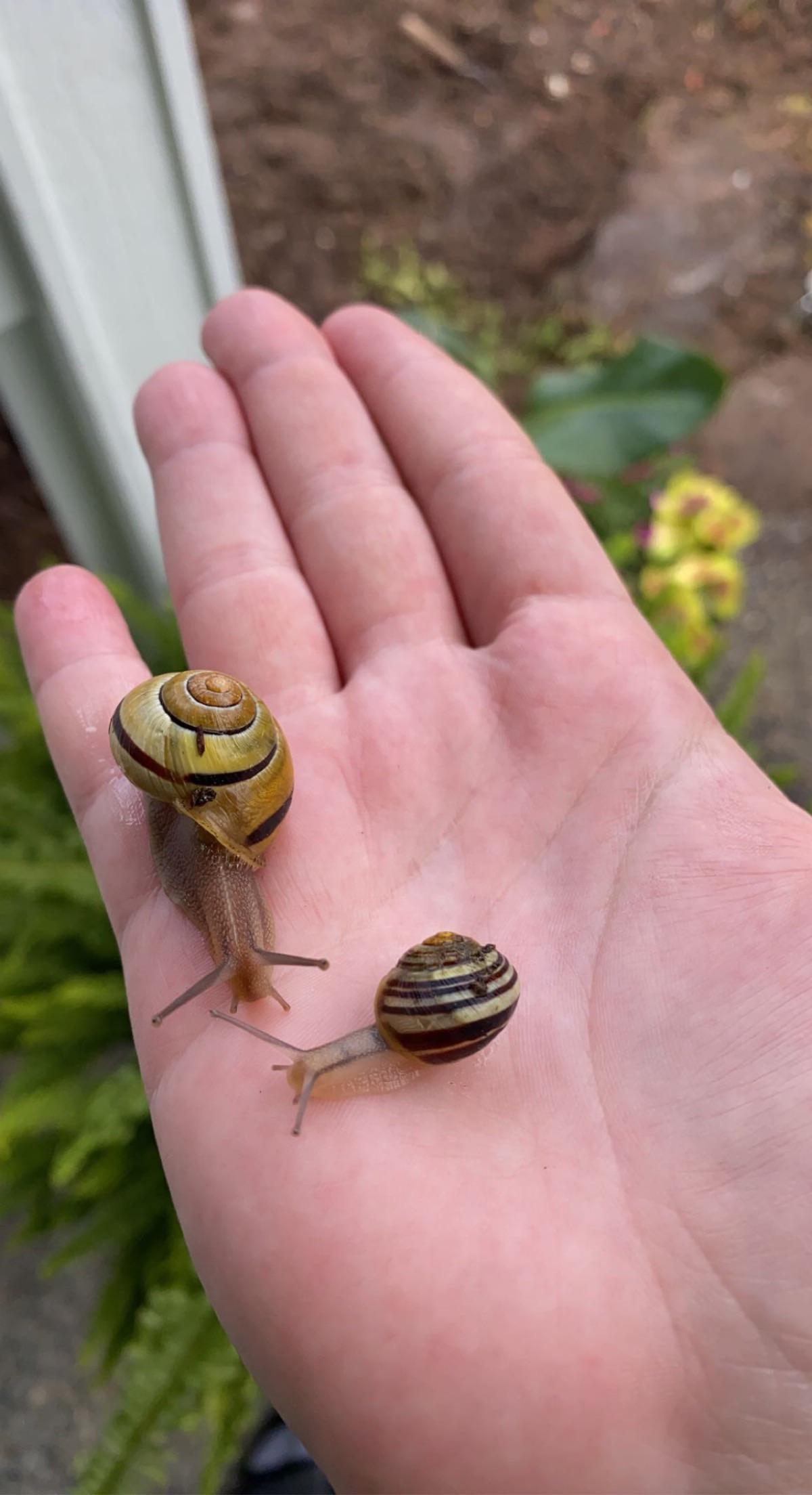 Found two cute grove snails ) r/snails