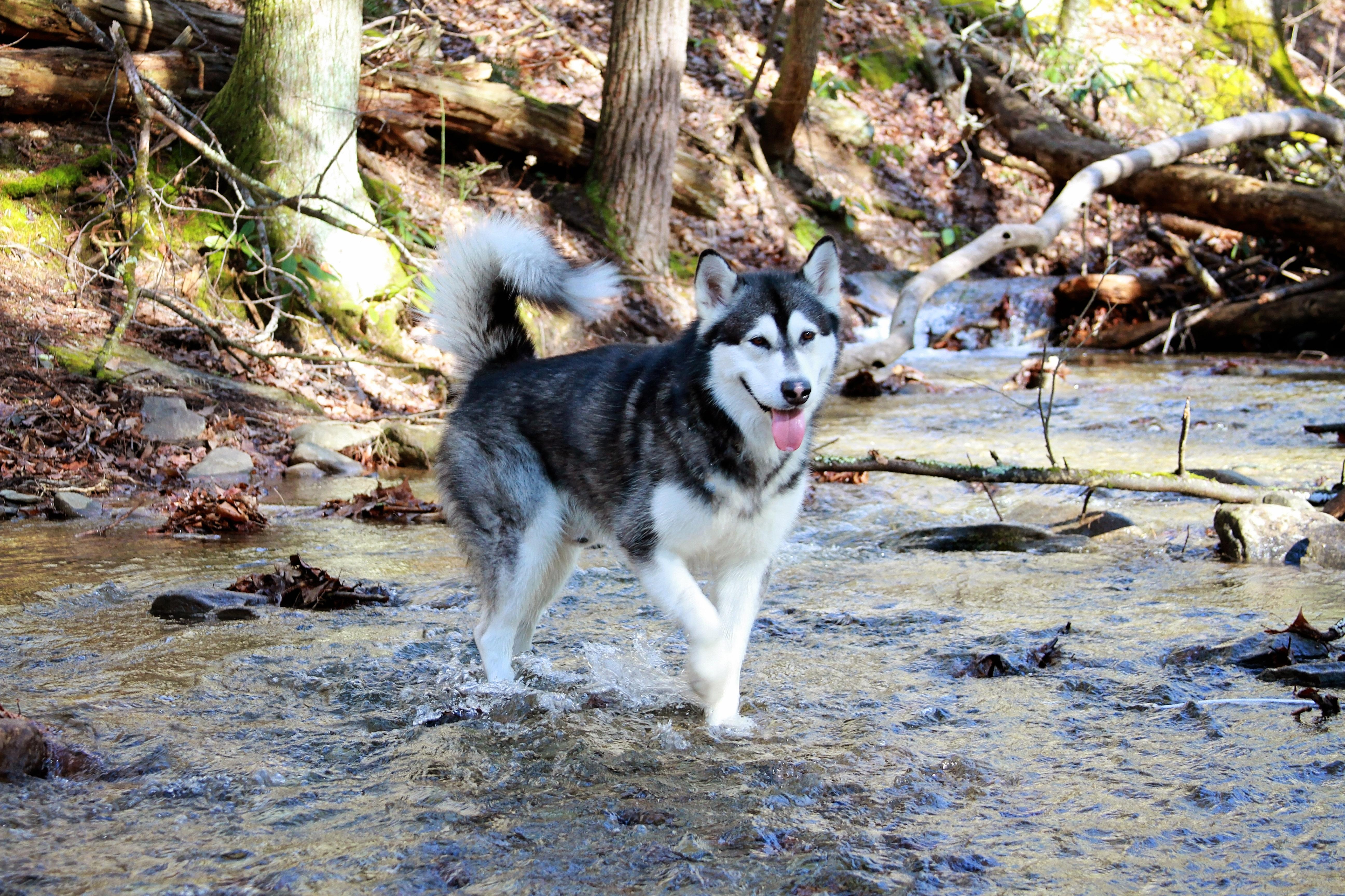 Tonka in a Tennessee Creek