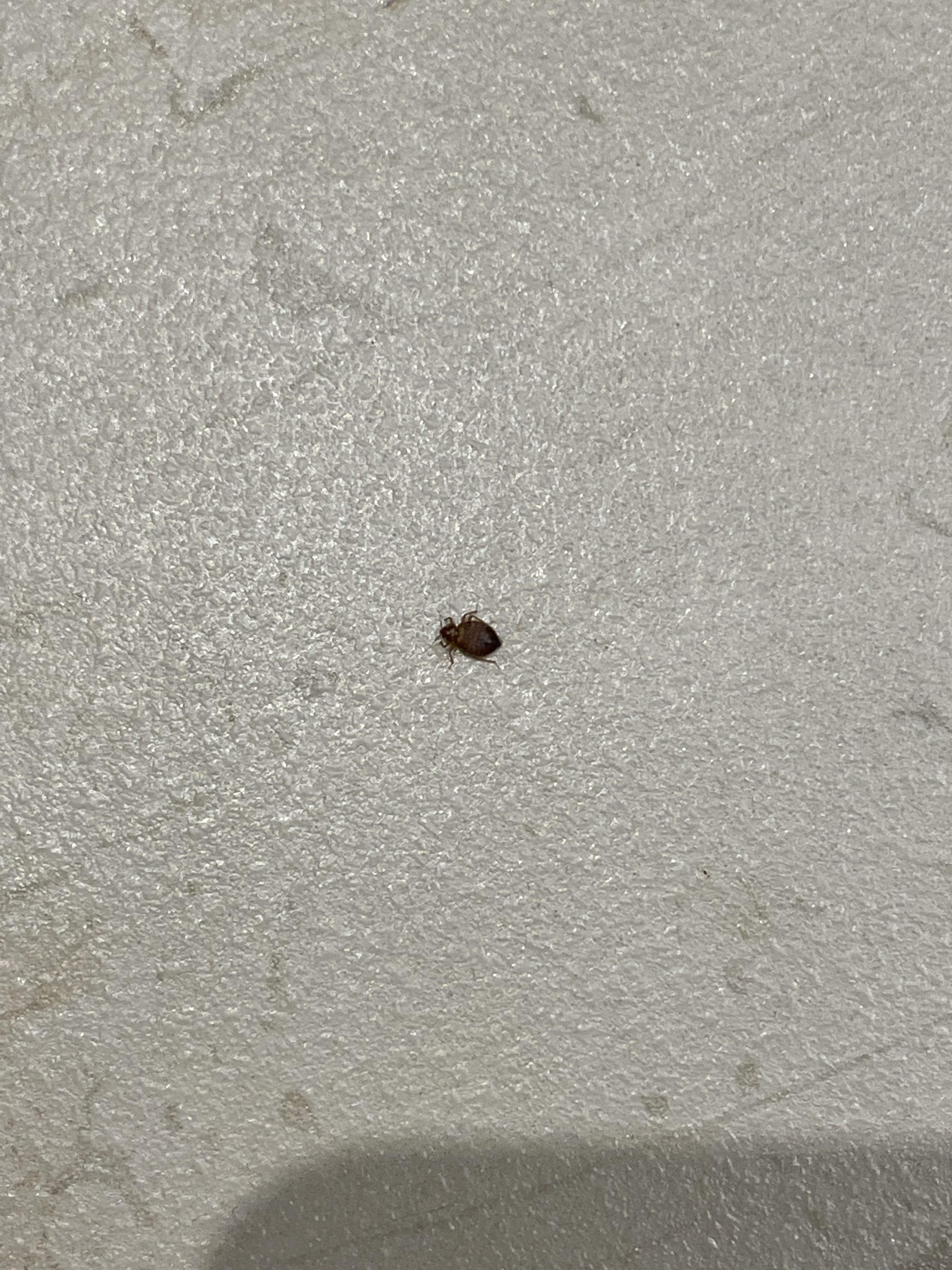 Identifying possible bedbug r/Bedbugs