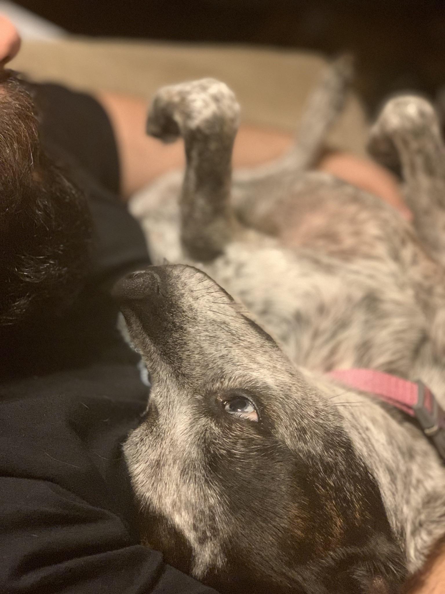 The look our doggo gives my husband. Btw she loves him more than me