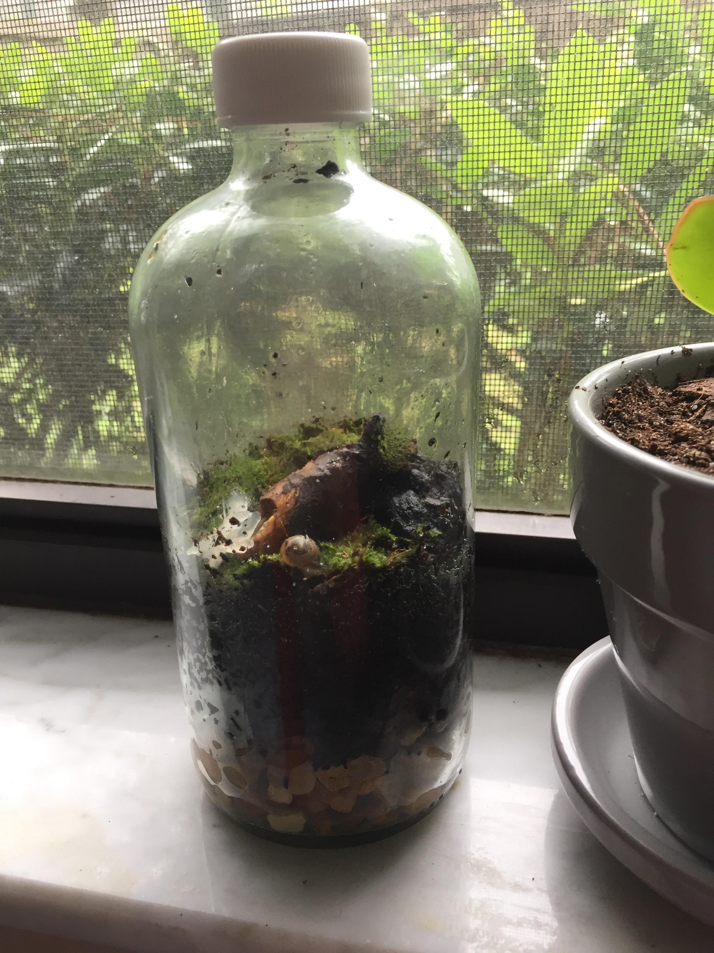My first terrarium in a bottle. Any suggestions? terrariums
