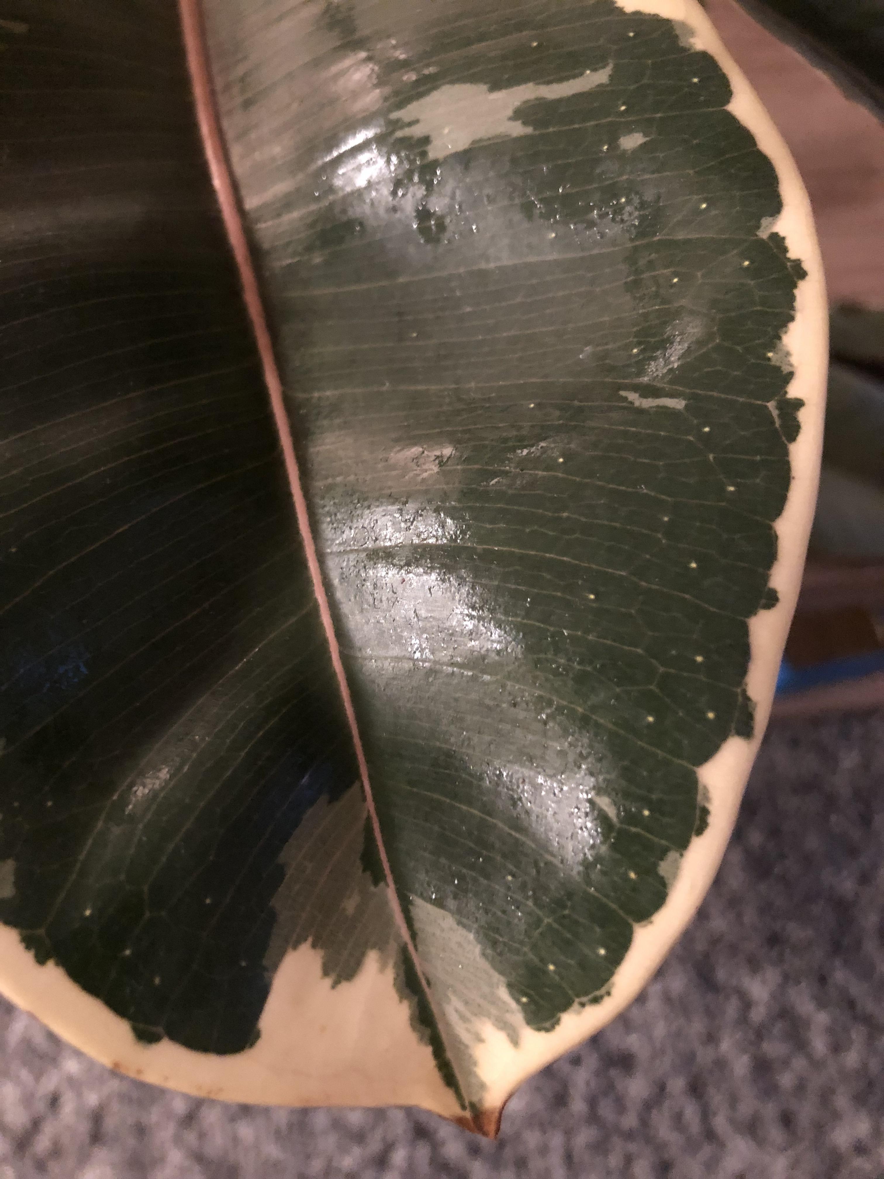 TINY white spots on rubber plant leaves...pests? Or nothing? Pls help