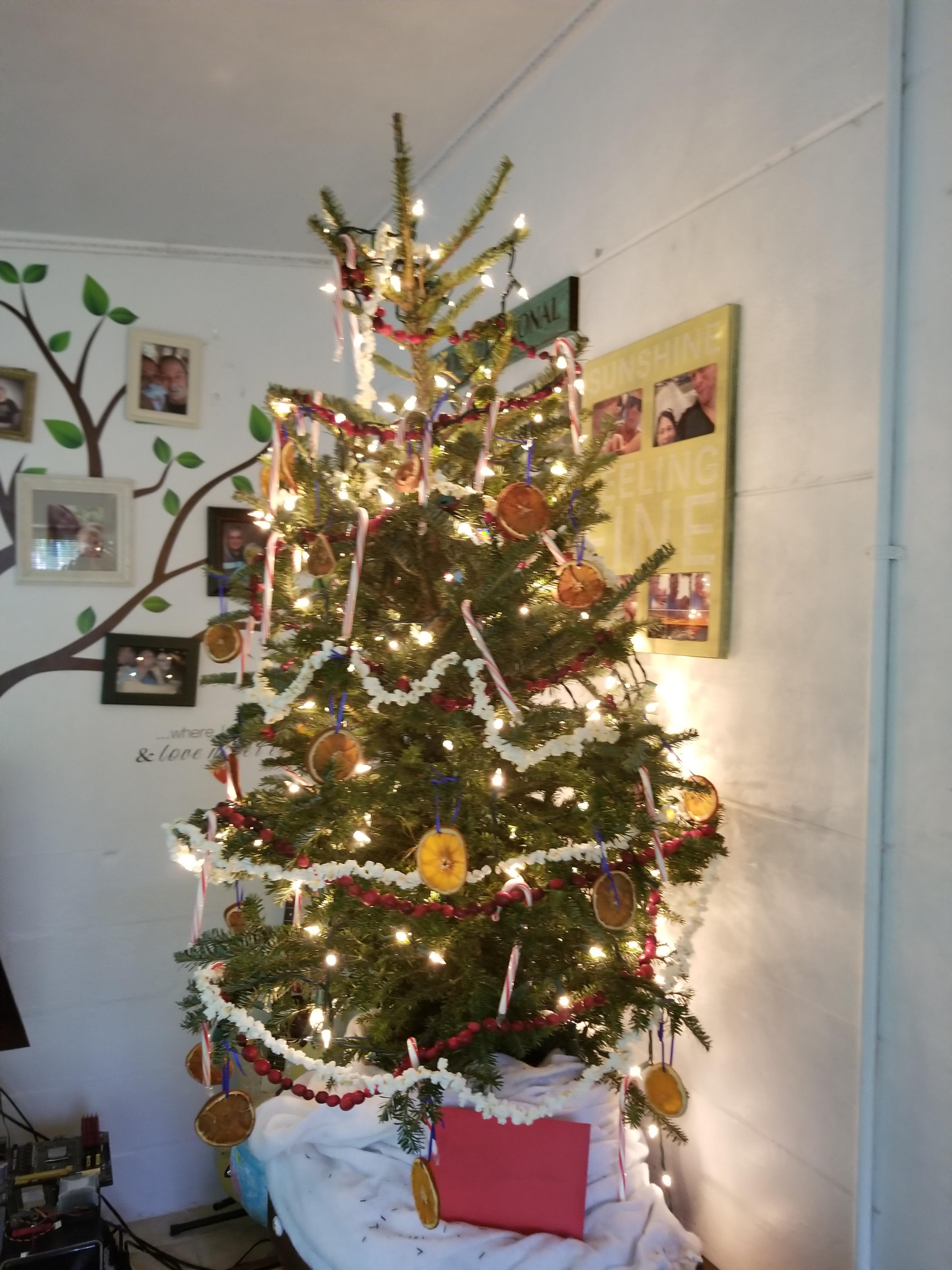 My mom's edible Christmas tree. It is all biodegradable besides the