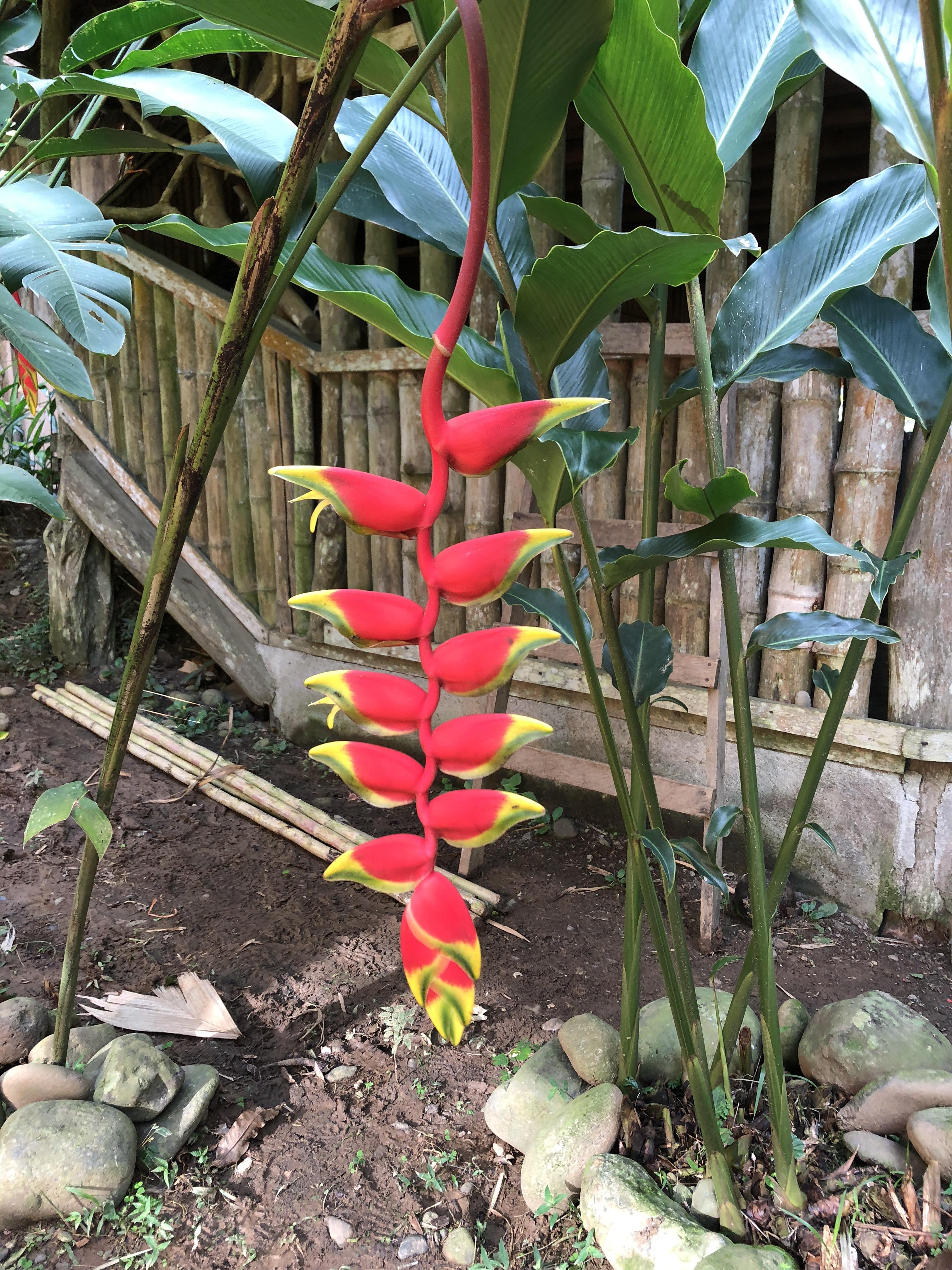 LobsterClaw plant I saw in Costa Rica. r/pics