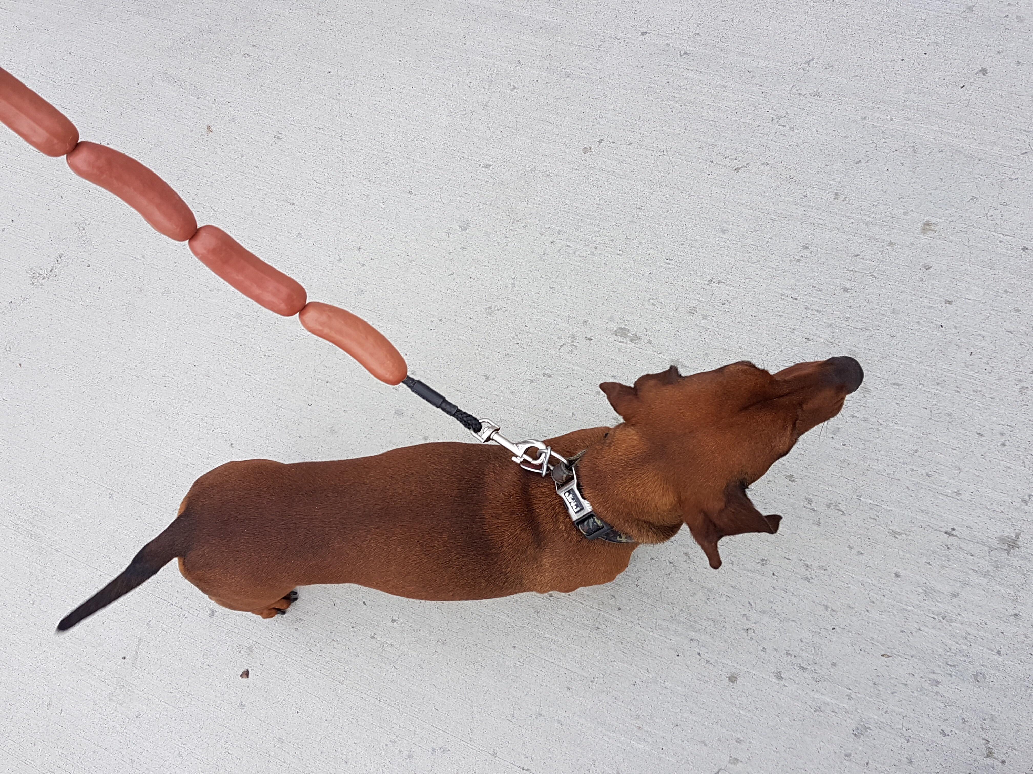 hot dog dog leash r/funny