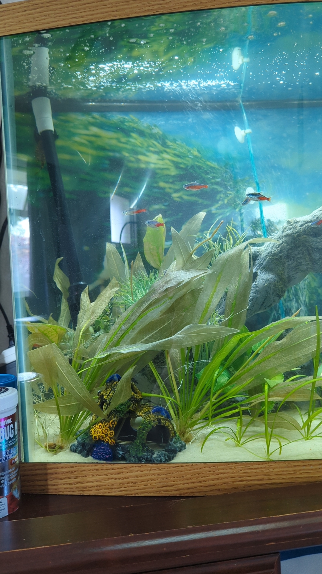 is there any hope in bringing these plants back from the dead or are they gone? ( aquarium