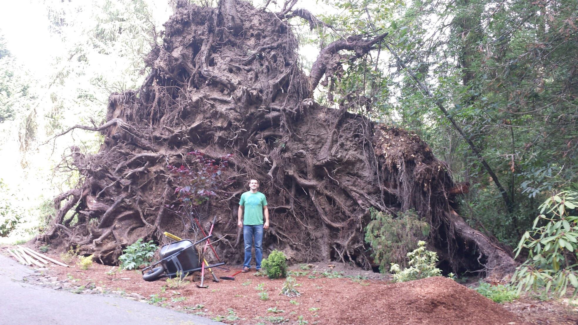 A Redwood tree along my mom's driveway recently fell down during a