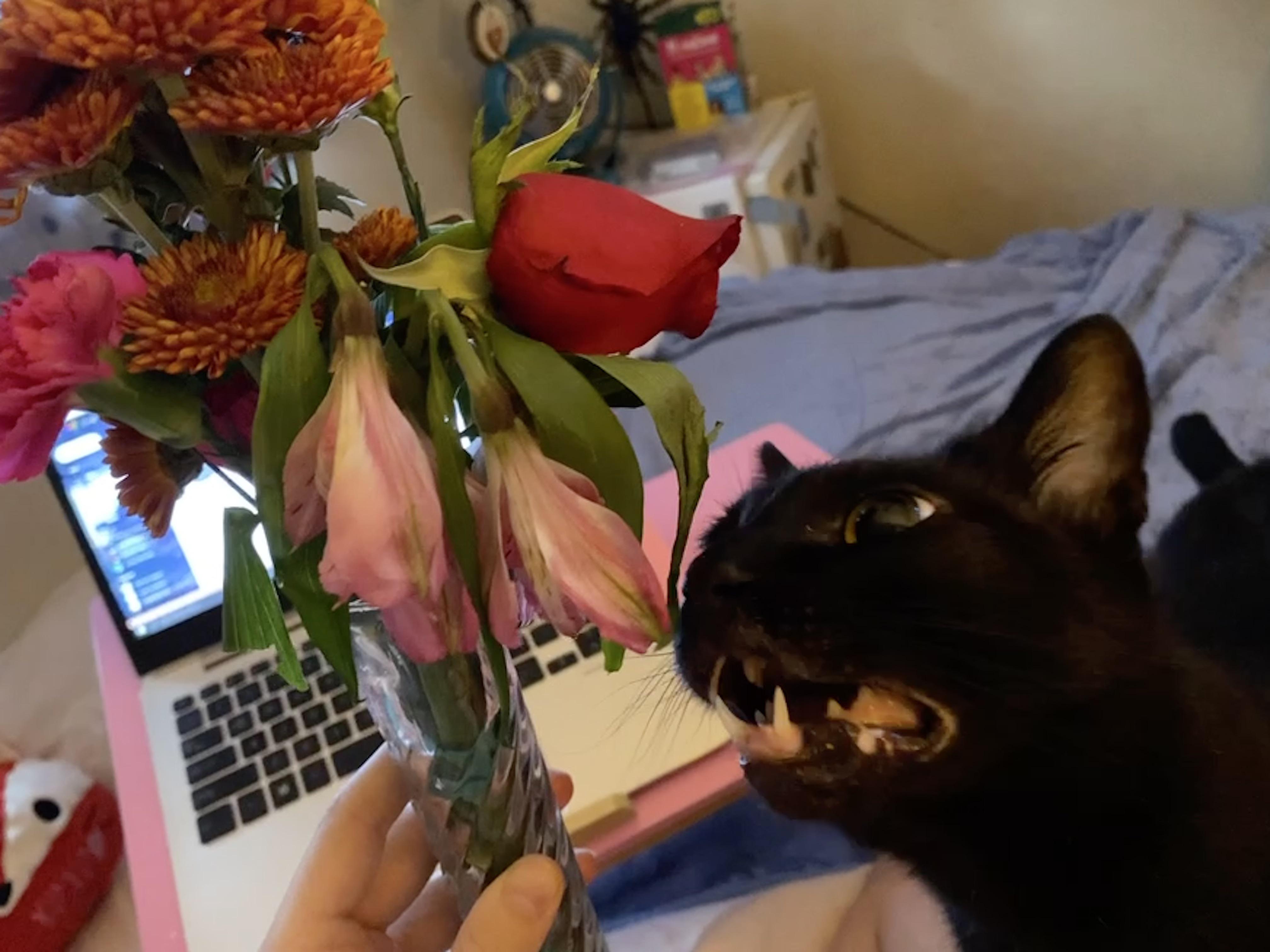 Jiji made it very clear how he feels about the flowers. r/scrungycats