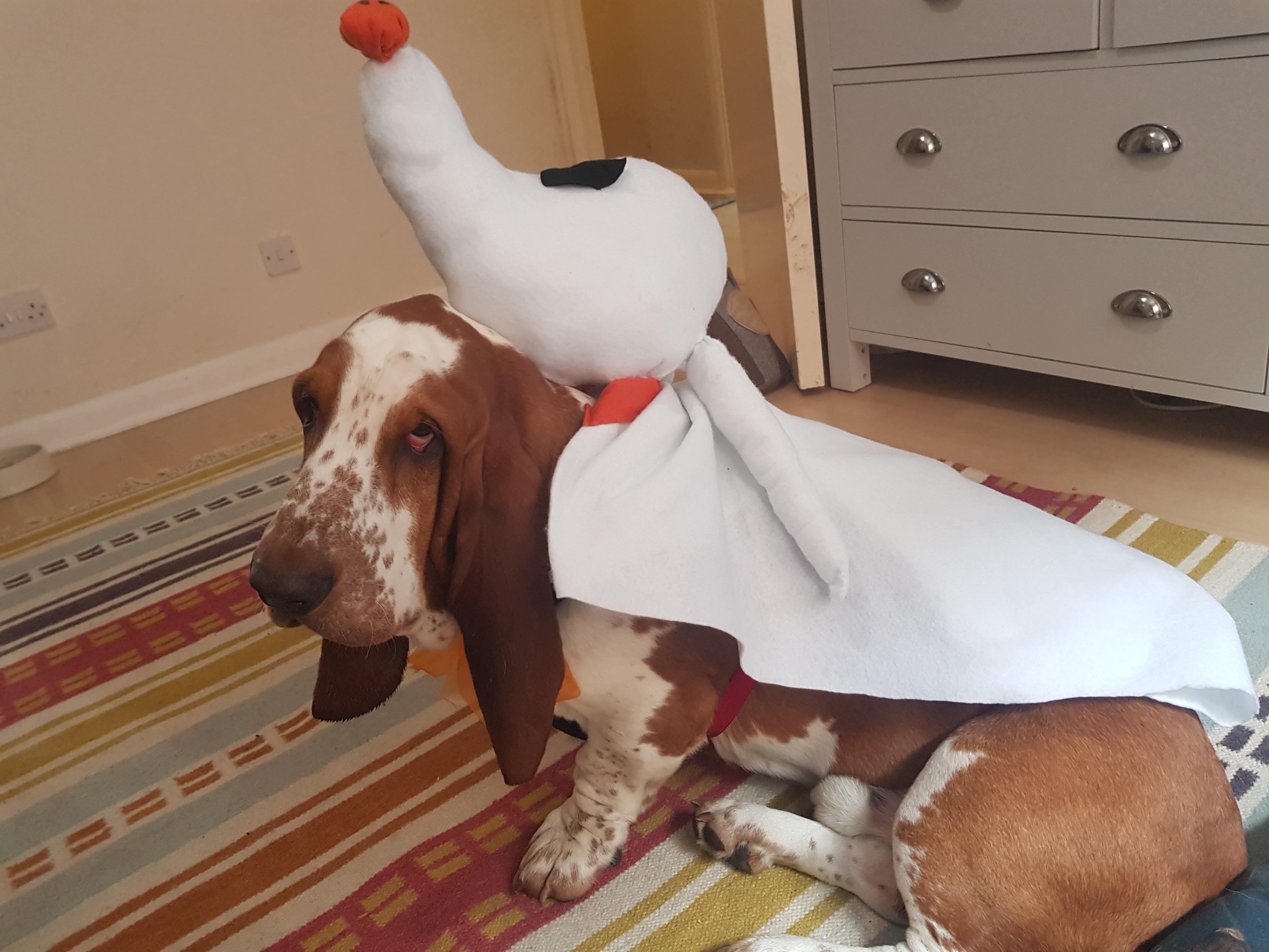 My dog wearing his home made zero costume! r/halloween