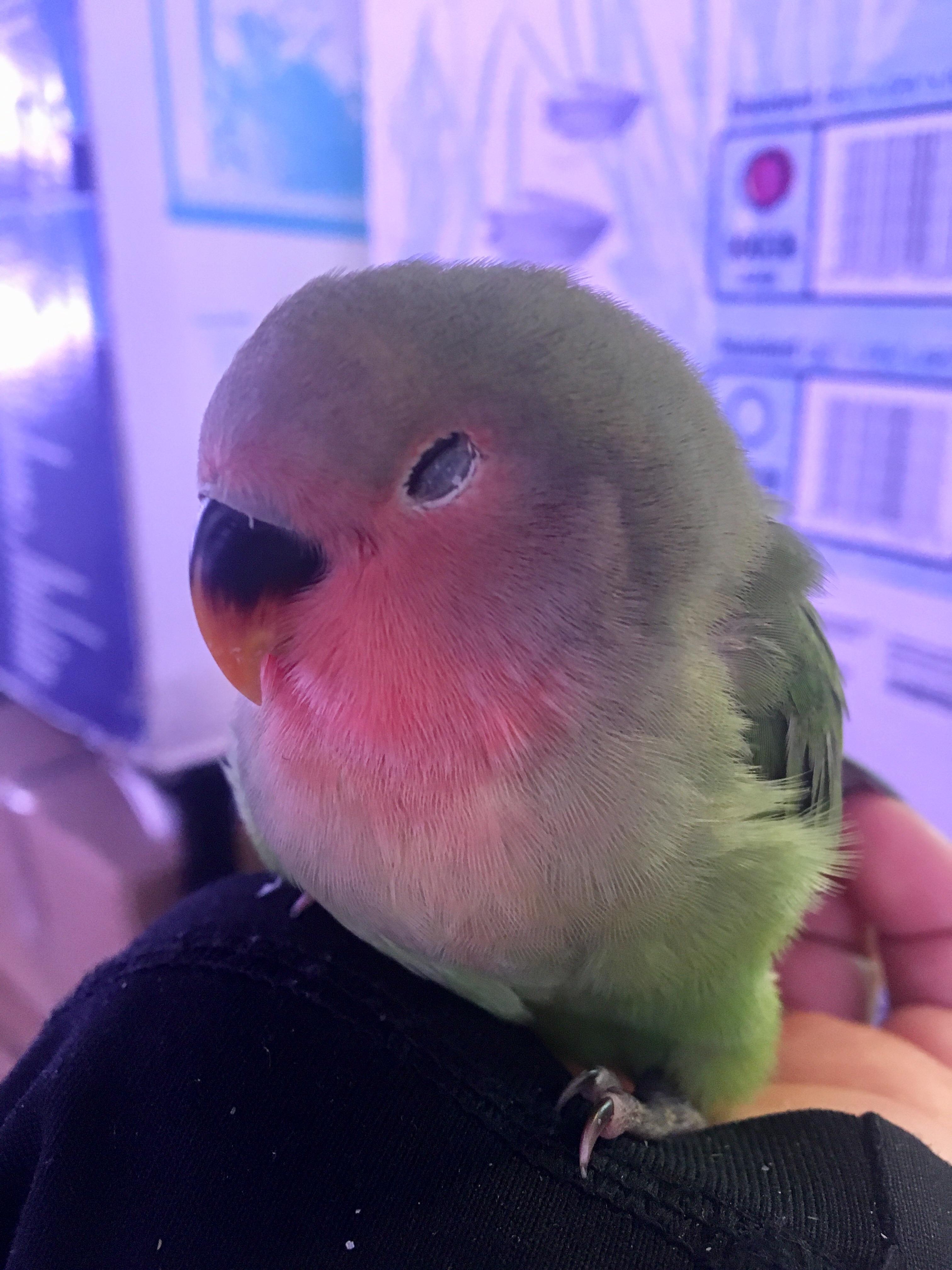 Reddit, meet Trico. My 9 week old love bird!! r/aww